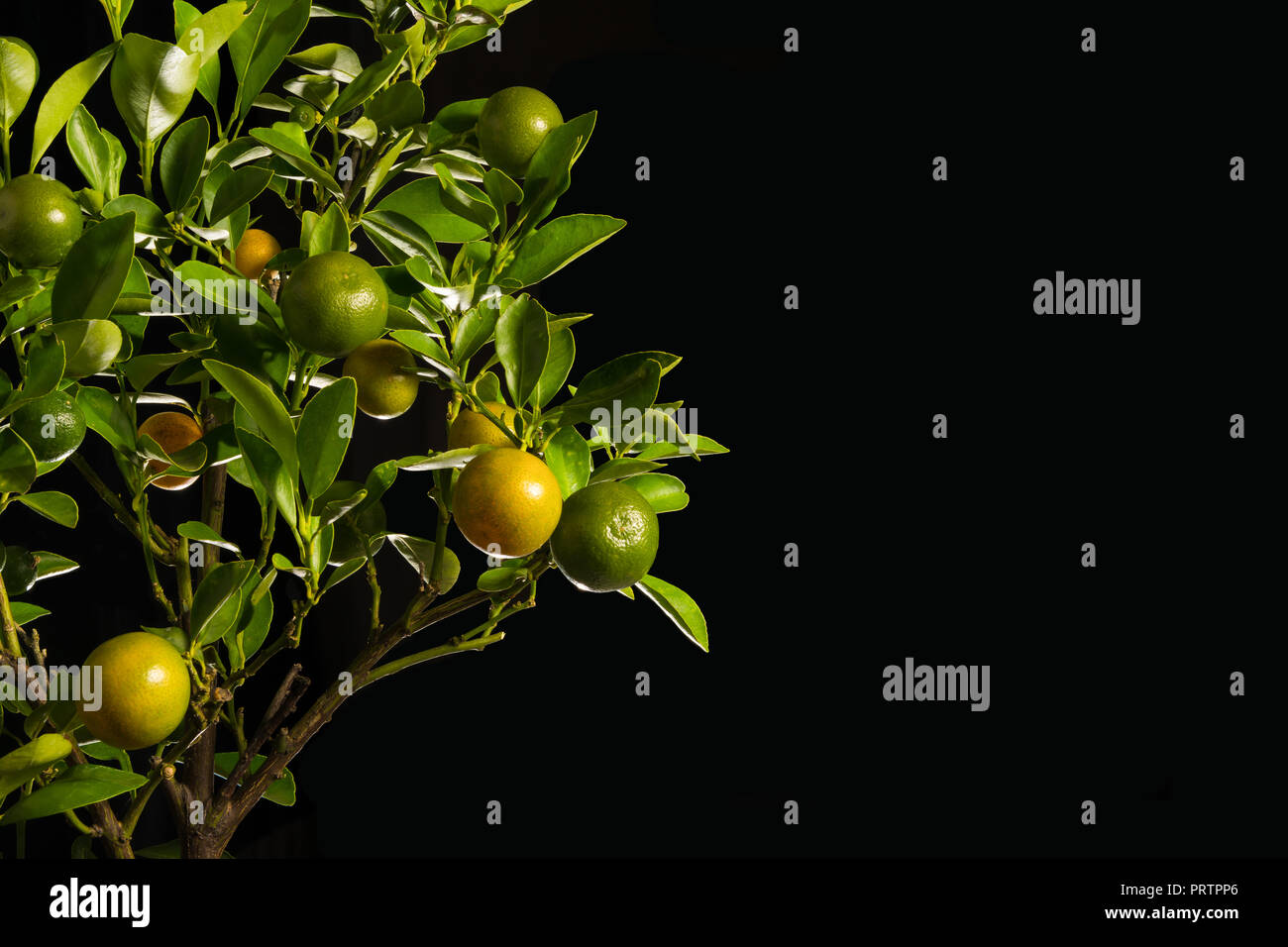 Kumquat Citrus japonica orange ou fruits et feuillage isolé sur fond noir Banque D'Images