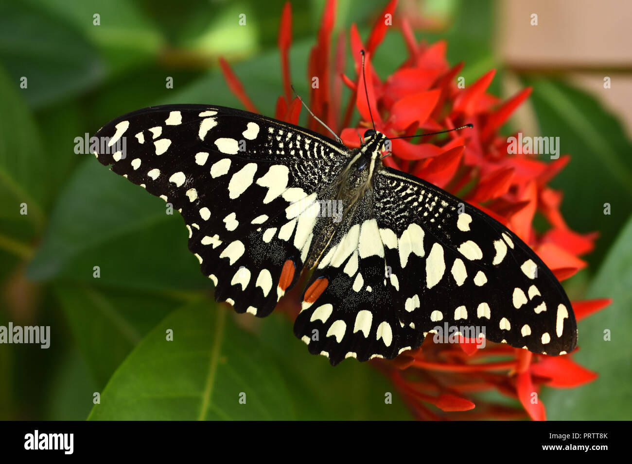 Les agrumes ou swallowtail butterfly sur Ixora coccinea Noël fleurs. Banque D'Images