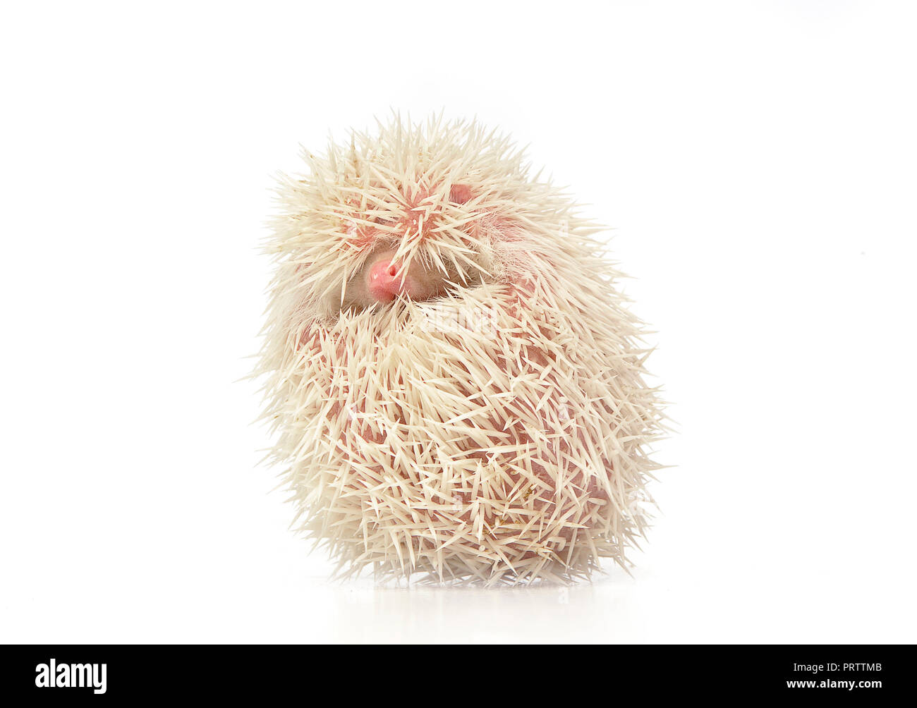 Albino hedgehog Banque d'images détourées - Alamy