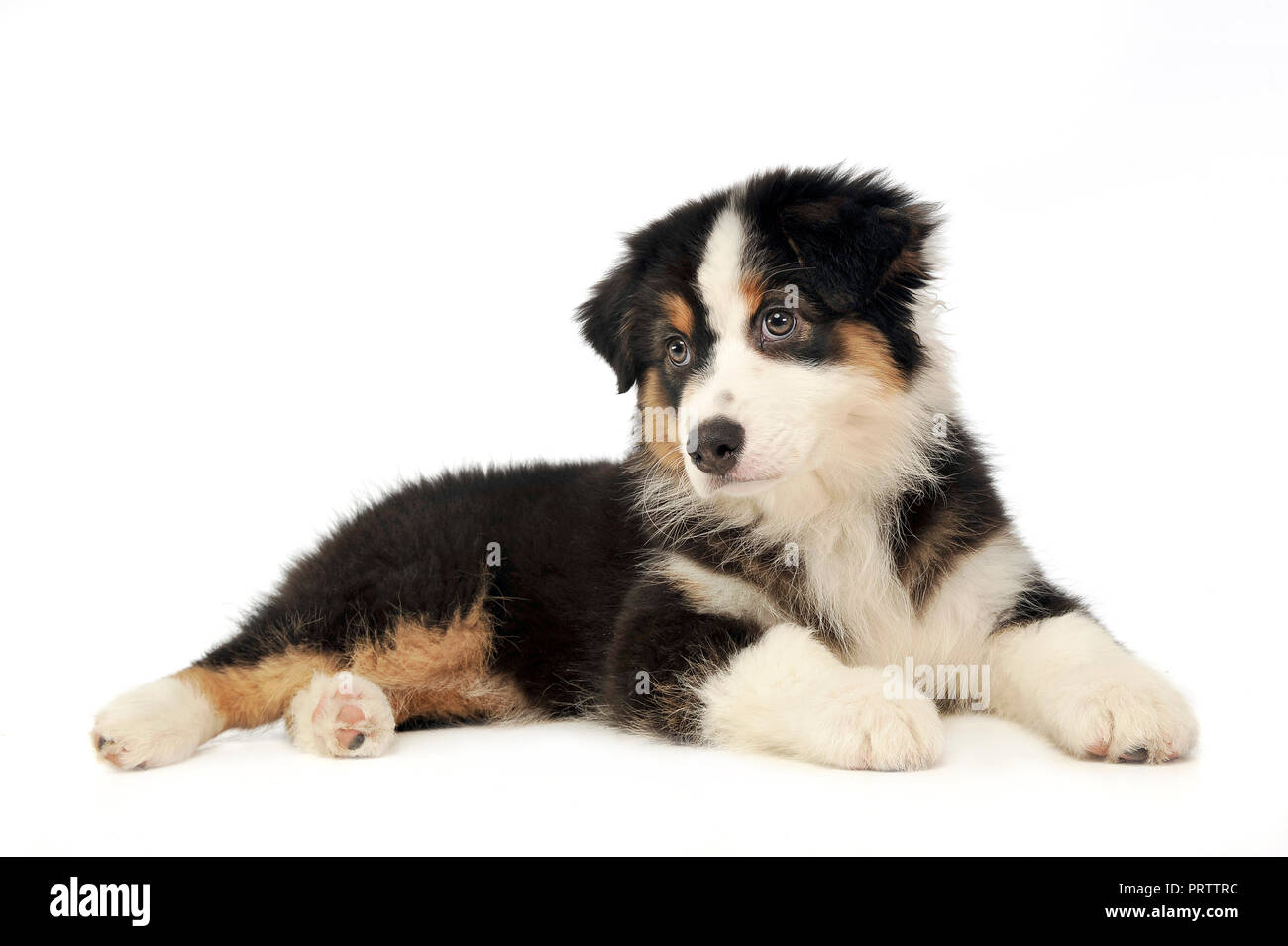 Chiot berger australien situé dans le studio whte marbre Banque D'Images