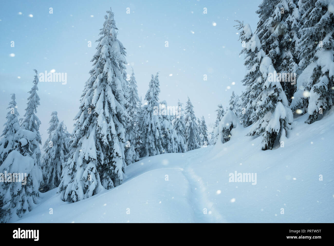 Neige dans la forêt d'hiver. Sentier dans la neige. Paysage du soir avec des sapins. Noël blanc Banque D'Images