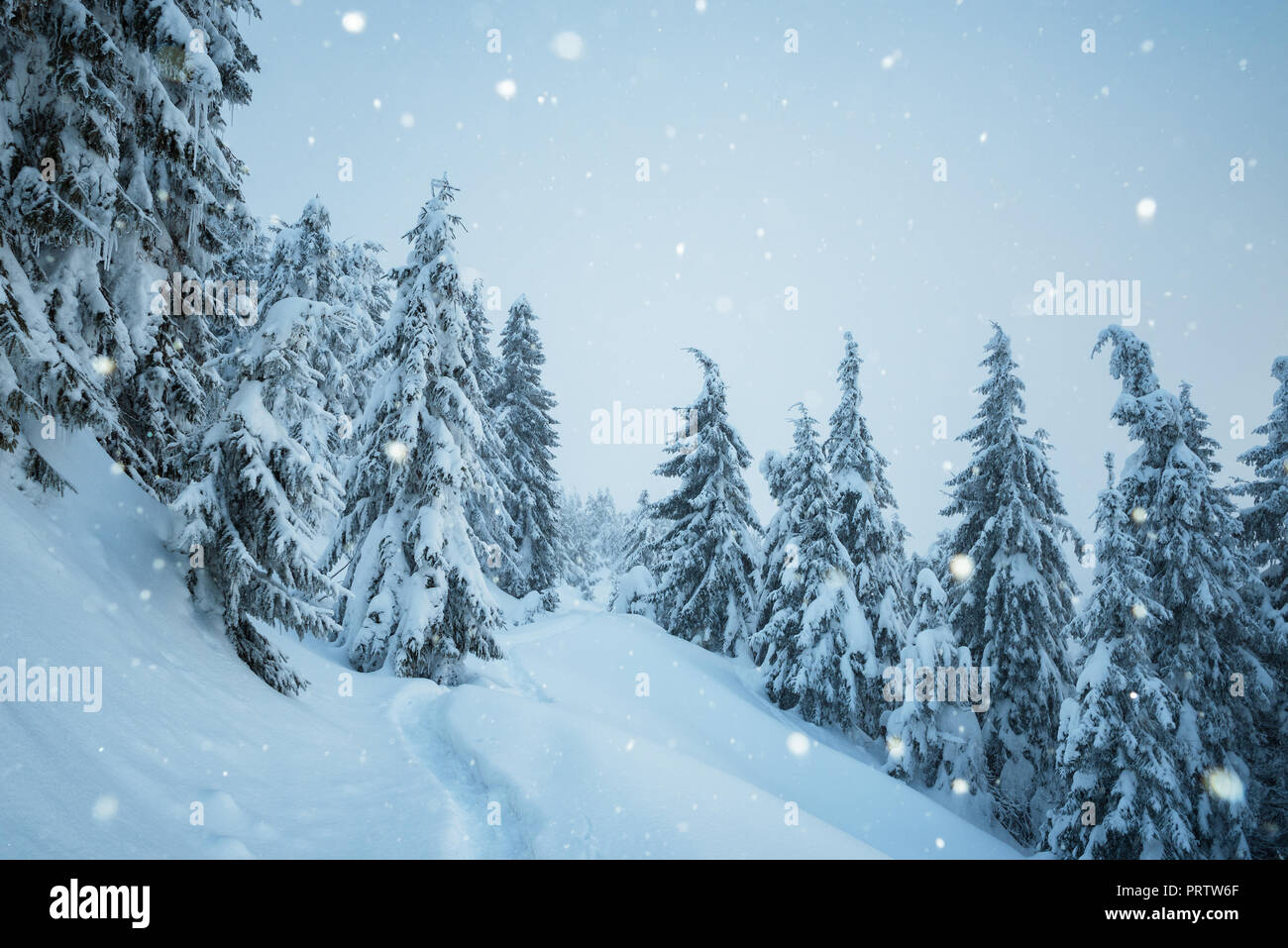 Noël blanc. Neige dans la forêt de la montagne. Sentier dans la neige. Paysage d'hiver de sapins Banque D'Images