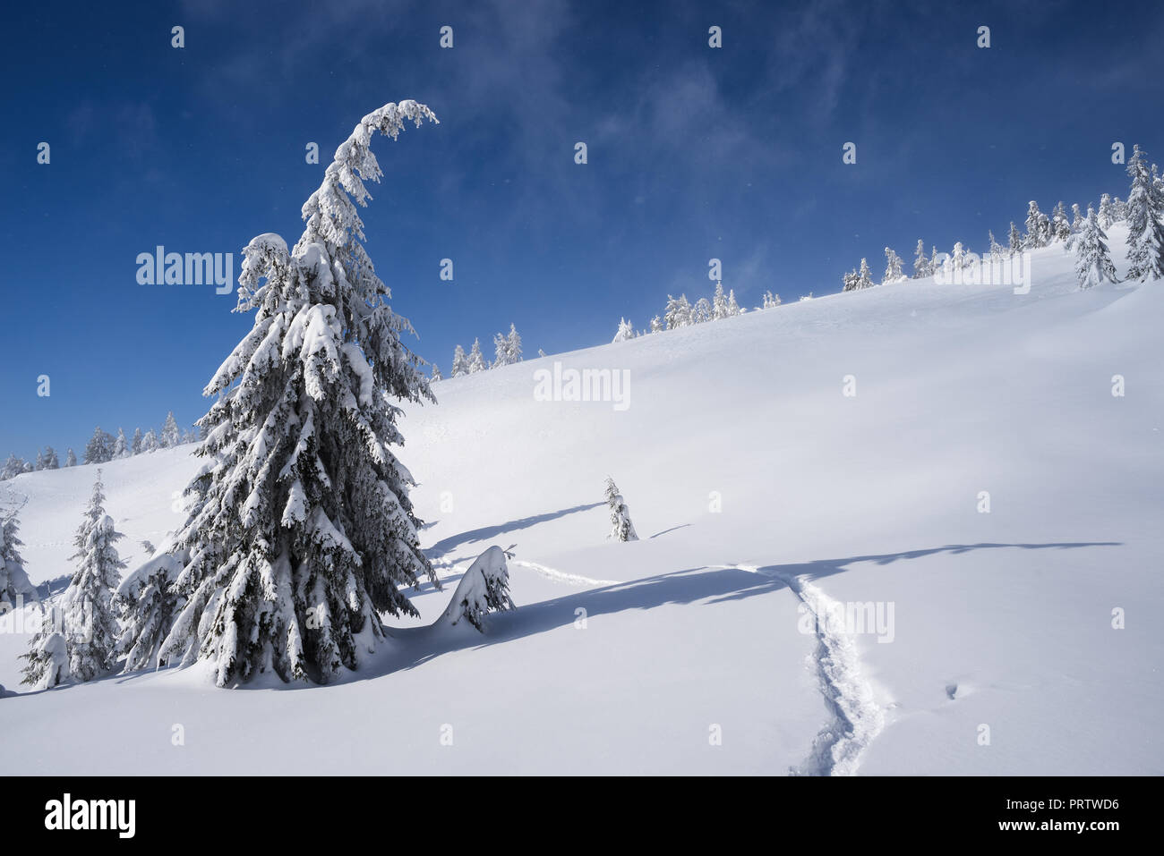 Journée ensoleillée avec ciel bleu. Vue de Noël avec sapins après chute de neige. Paysage de montagne Banque D'Images