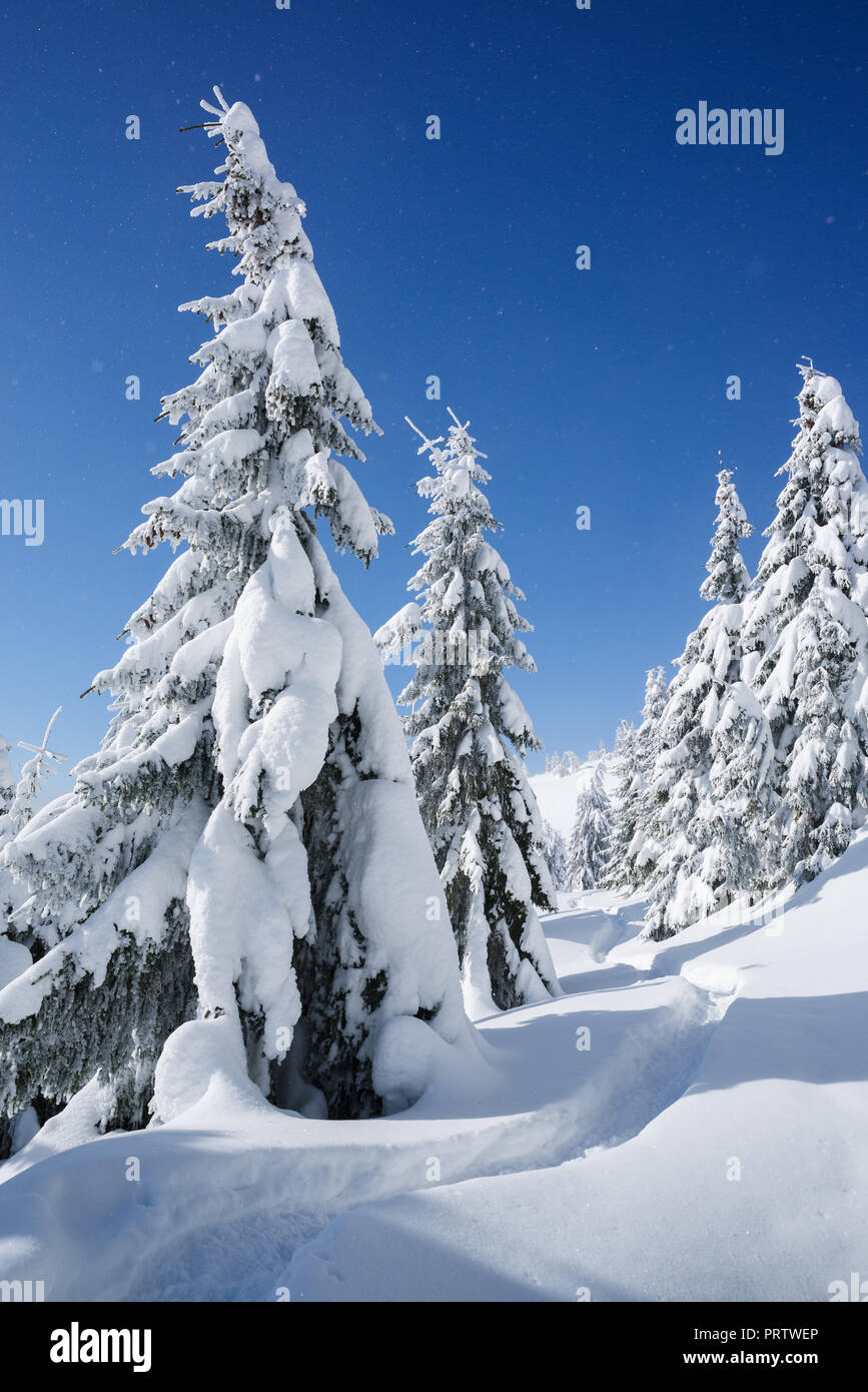La forêt enneigée en hiver. Chemin dans la neige. Journée ensoleillée avec un ciel bleu. Vue de Noël avec sapins après les chutes de neige Banque D'Images