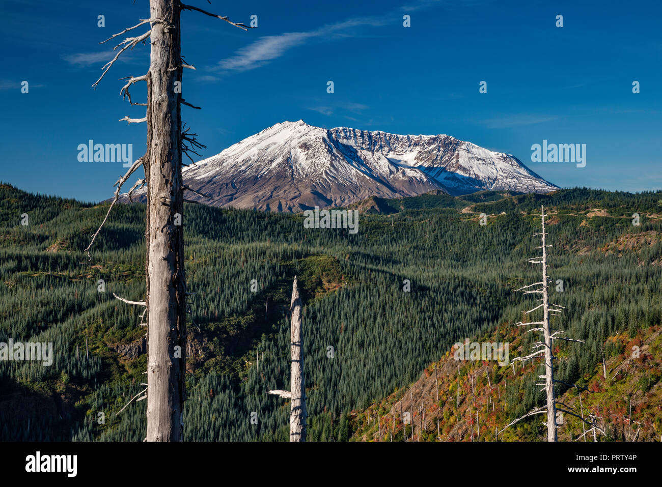 Le Mont St Helens volcan, dépouillé arbres restants en zone d'explosion après l'éruption en 1980, le Mont St Helens Monument Volcanique National, Washington, USA Banque D'Images