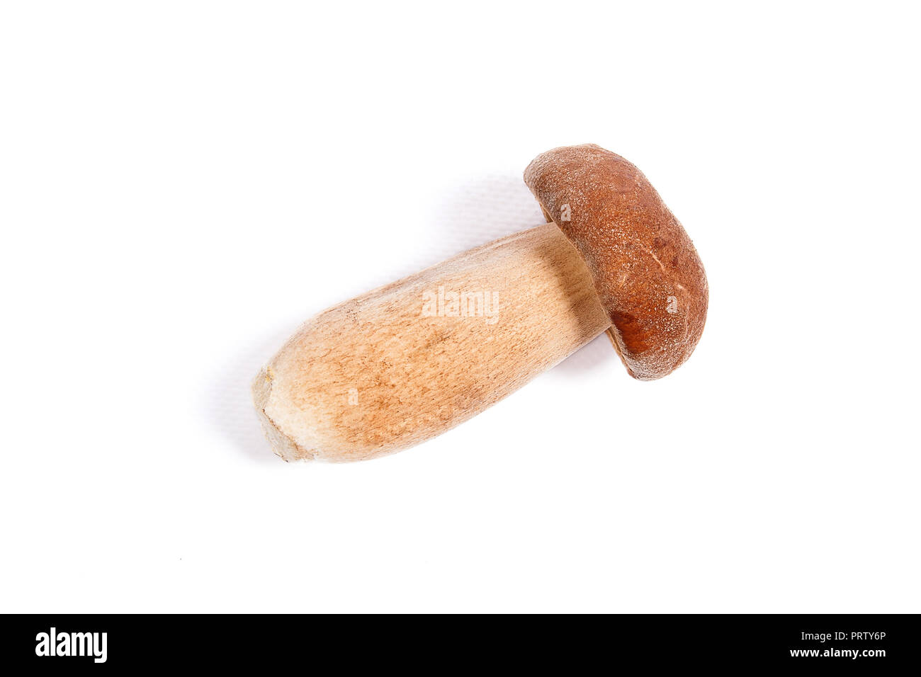 Récolté à l'automne étonnant champignon comestible boletus edulis (cèpes) connu sous le nom de champignons porcini isolé sur fond blanc. Banque D'Images