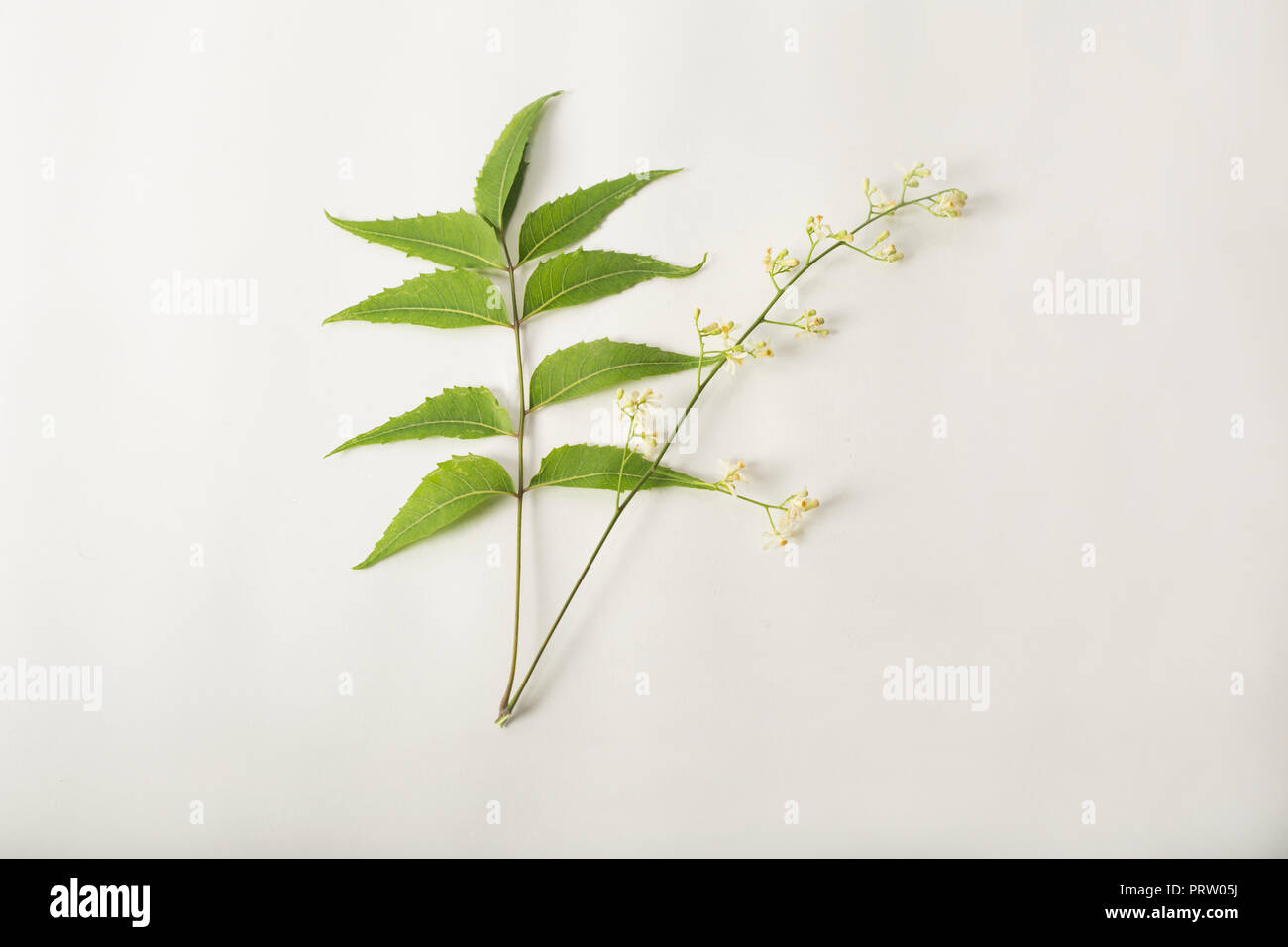 Des feuilles de neem neem médicinales avec fleurs sur fond blanc Banque D'Images