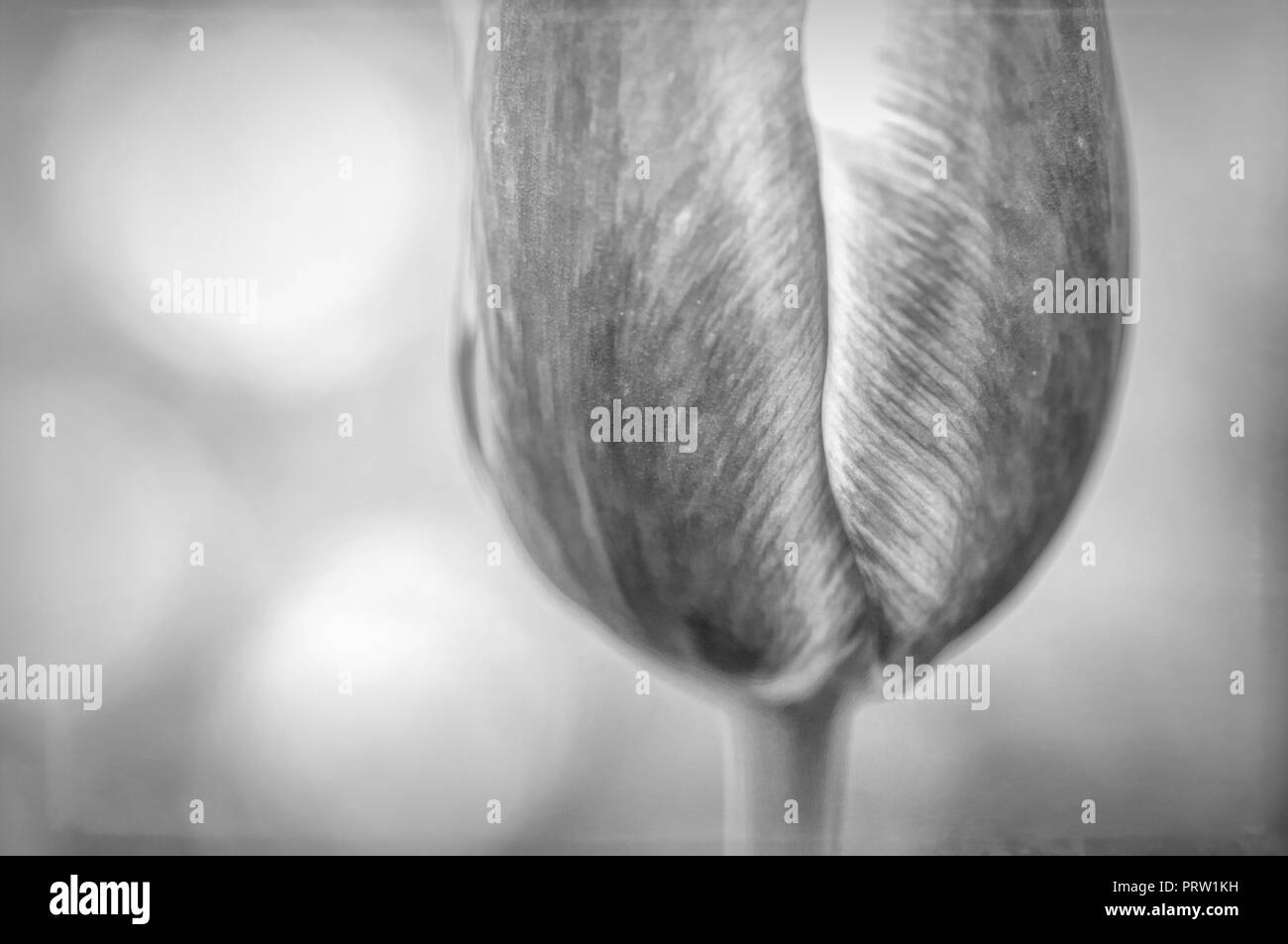Fleur de tulipe fleur tête close up - printemps nature Banque D'Images