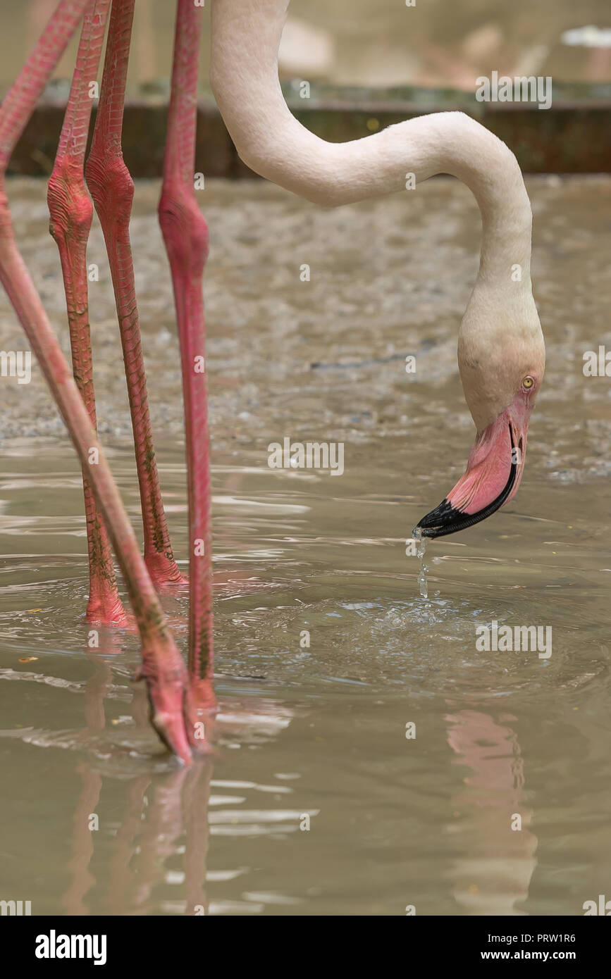Flamingo head shot Banque D'Images