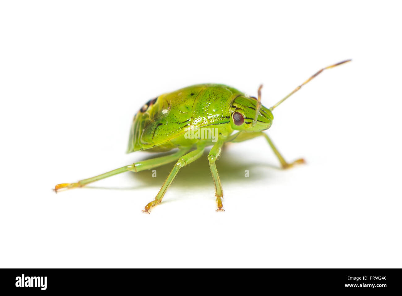 Un bug de sésame vert isolé sur fond blanc Banque D'Images