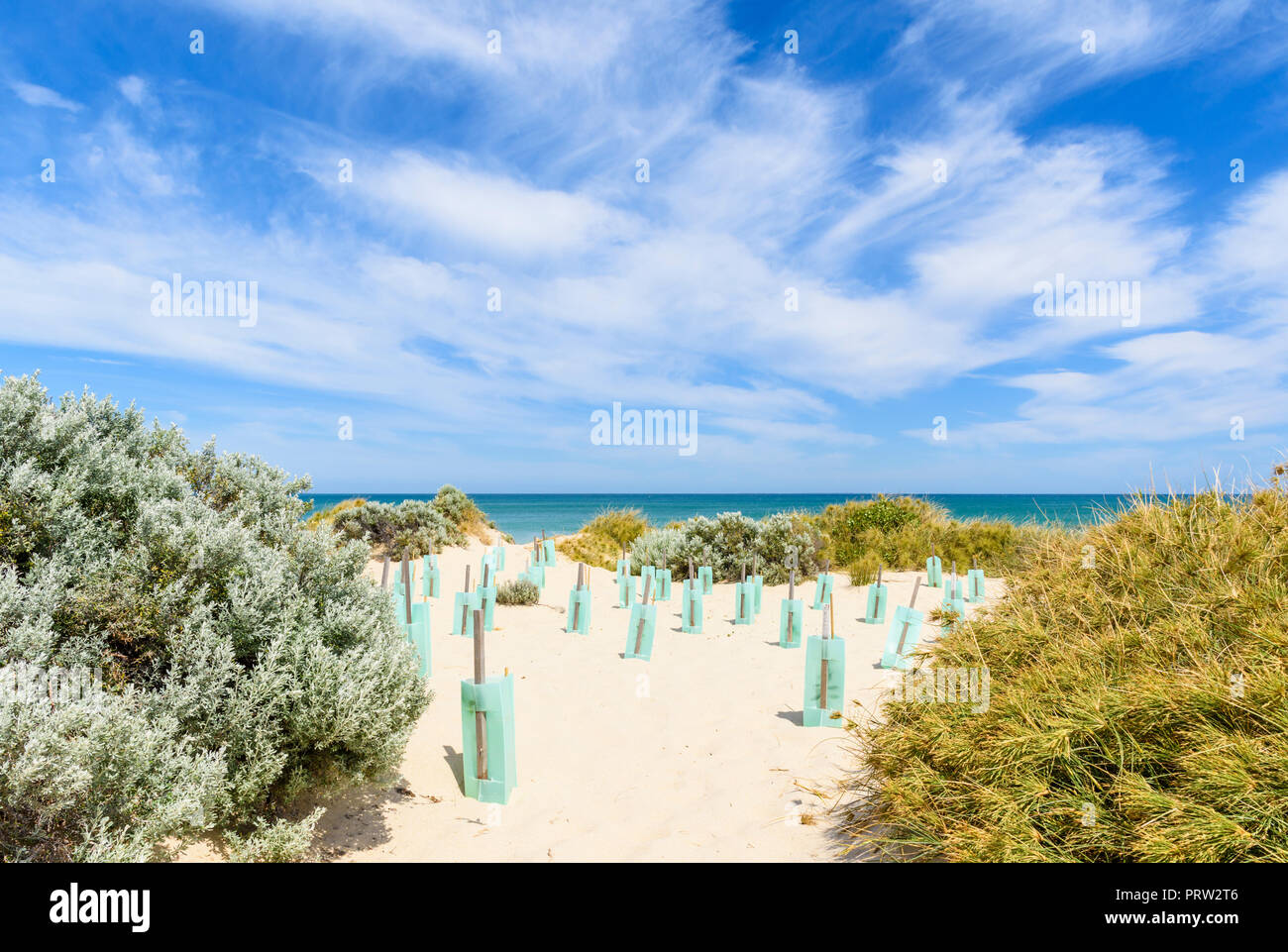 La stabilisation des dunes par la protection permanente de nouvelles plantes à l'aide de manchons forestiers en plastique dans un écosystème côtier dans l'ouest de l'Australie Banque D'Images