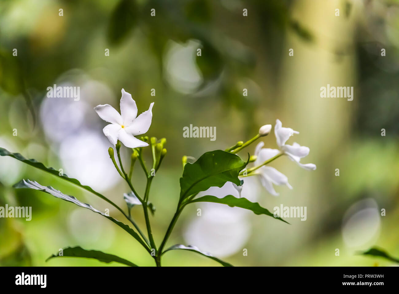 Fleur Pinwheel Banque D'Images