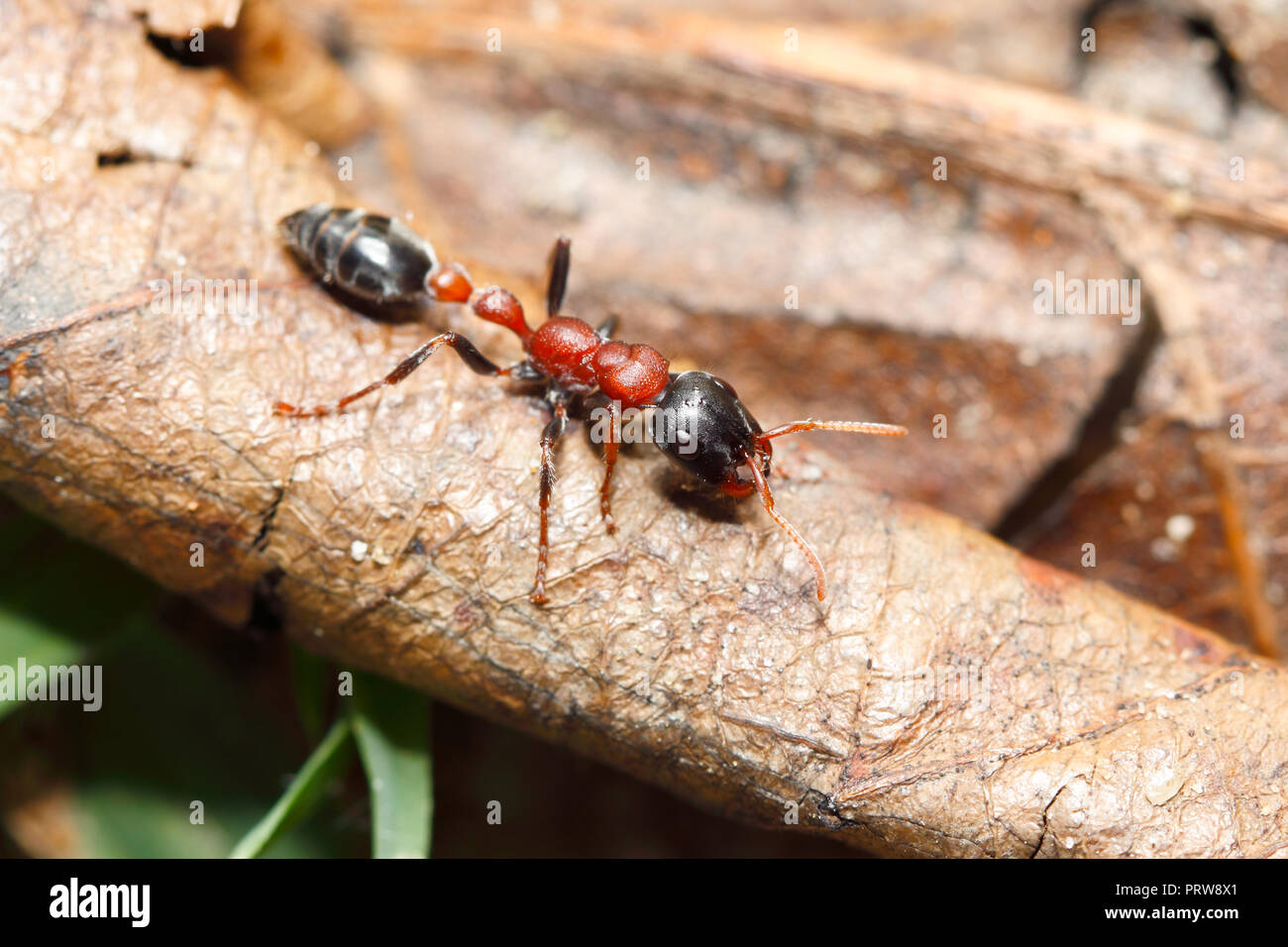 Arboricole bi-colore (ant) : fourmi Tetraponera rufonigra piqûre douloureuse qui peut provoquer des réactions allergiques et des morts par choc anaphylactique Banque D'Images