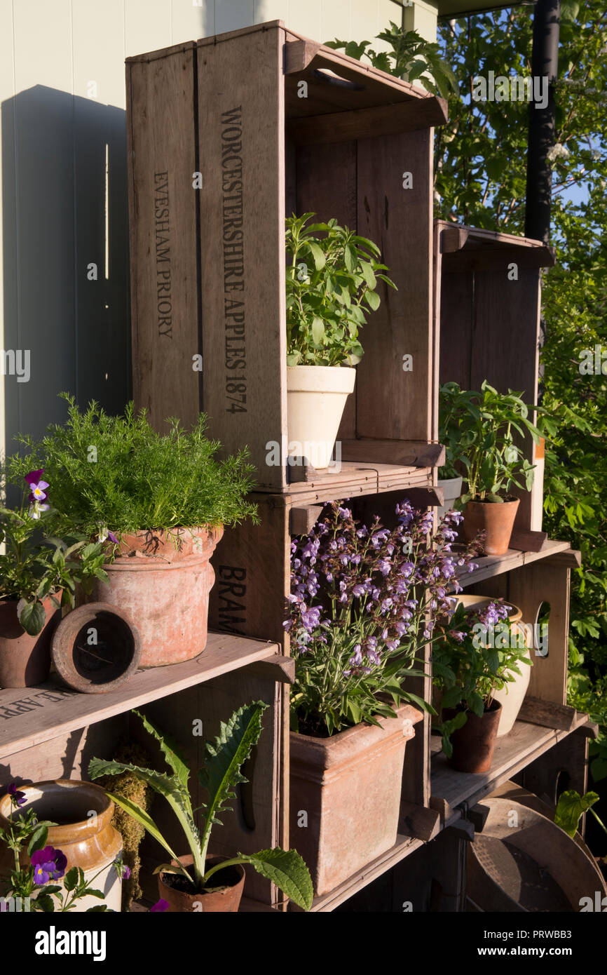 Petit jardin avec de vieilles pots de plantes en terre cuite plantés d'herbes, sauge, menthe, basilic, alto camomille, Affiché dans de vieilles caisses de pommes en bois, été Royaume-Uni Banque D'Images