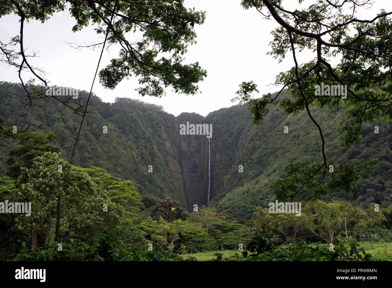 Hiilawe Falls cascadant une falaise située à l'arrière de Waipio Valley entouré d'une végétation luxuriante, dans la région de Honokaa, Hawaii, USA Banque D'Images