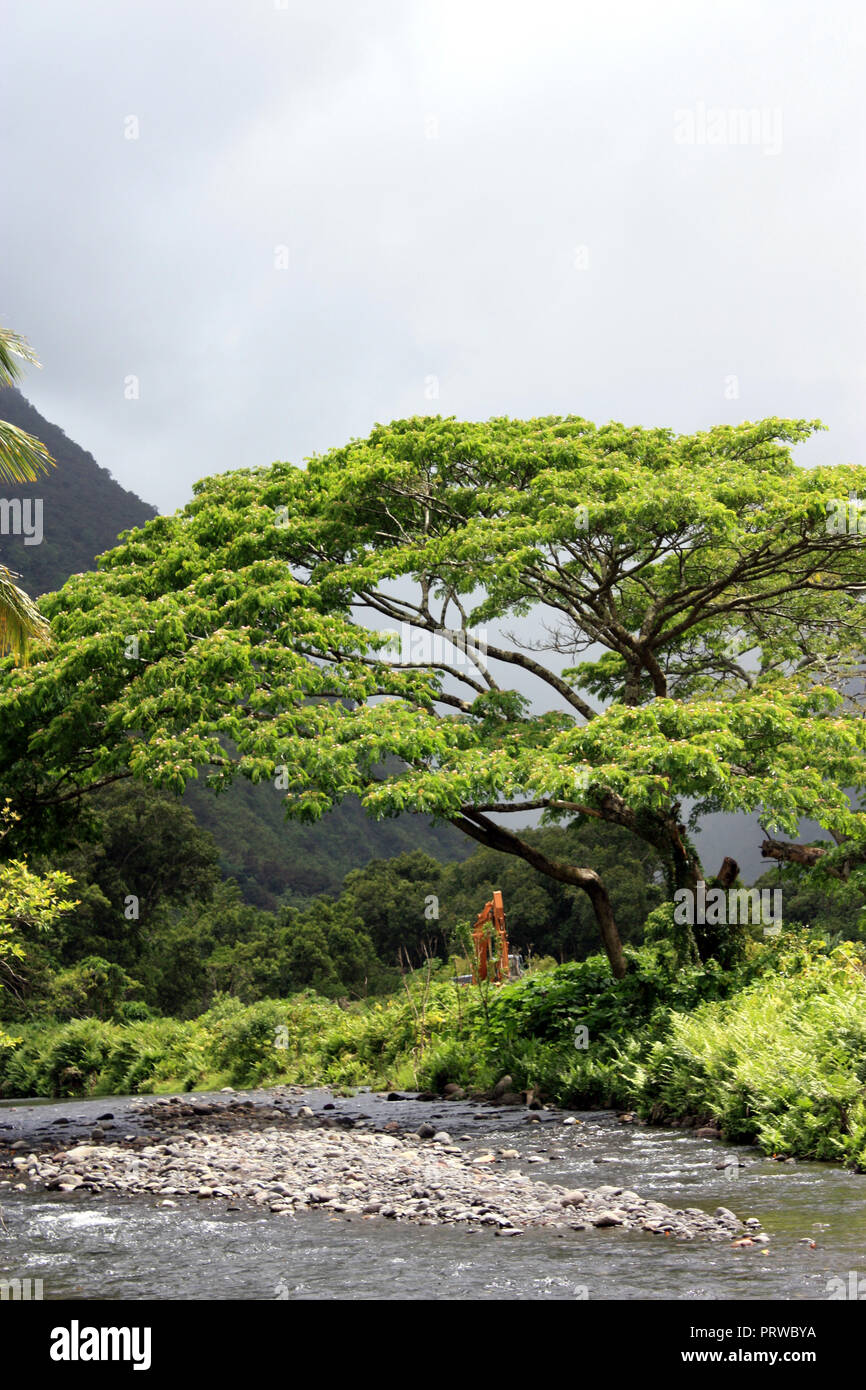 Un Elfe Umbrella Tree growing au milieu de fougères et d'arbustes le long d'un ruisseau dans la vallée de Waipio, Honokaa, Hawaii, USA Banque D'Images
