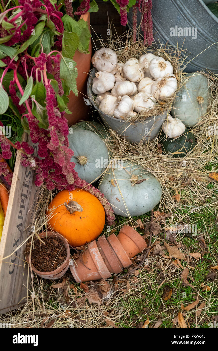 Cucurbita pepo. Potiron, courge et ail lors d'un spectacle d'automne. Angleterre Banque D'Images