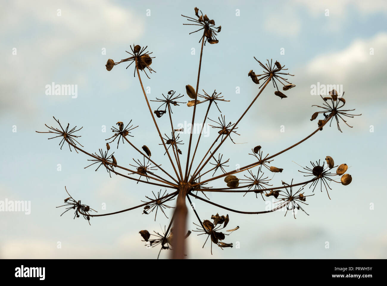 Graines de panais attachés à la tige de fleurs de panais contre un ciel bleu pâle. Banque D'Images