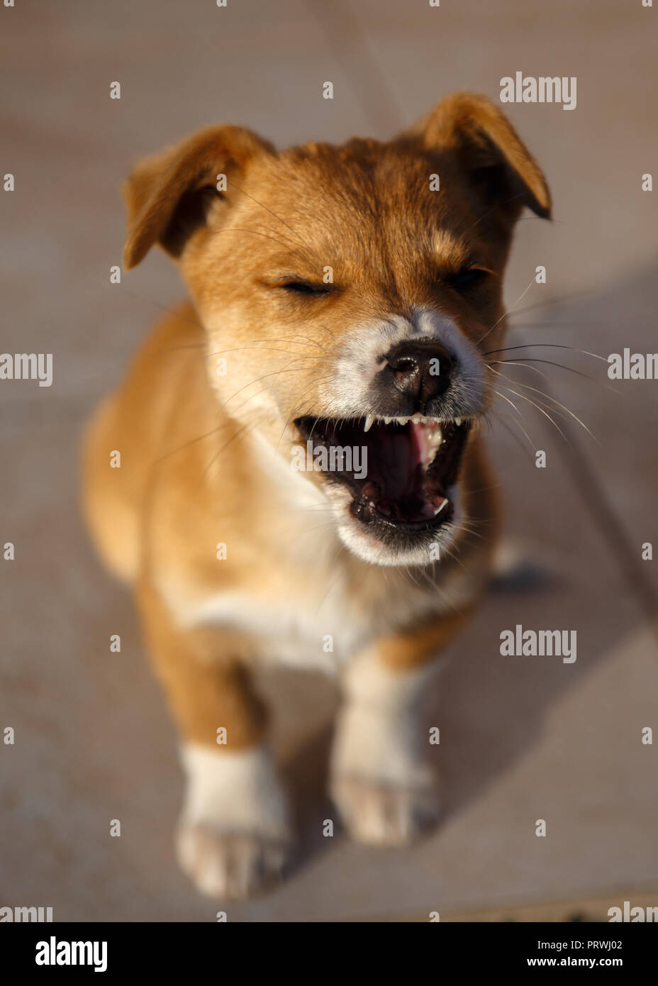 Chiot mignon avec drôle de visage Banque D'Images Chiot mignon avec drôle de visage Banque D'Images