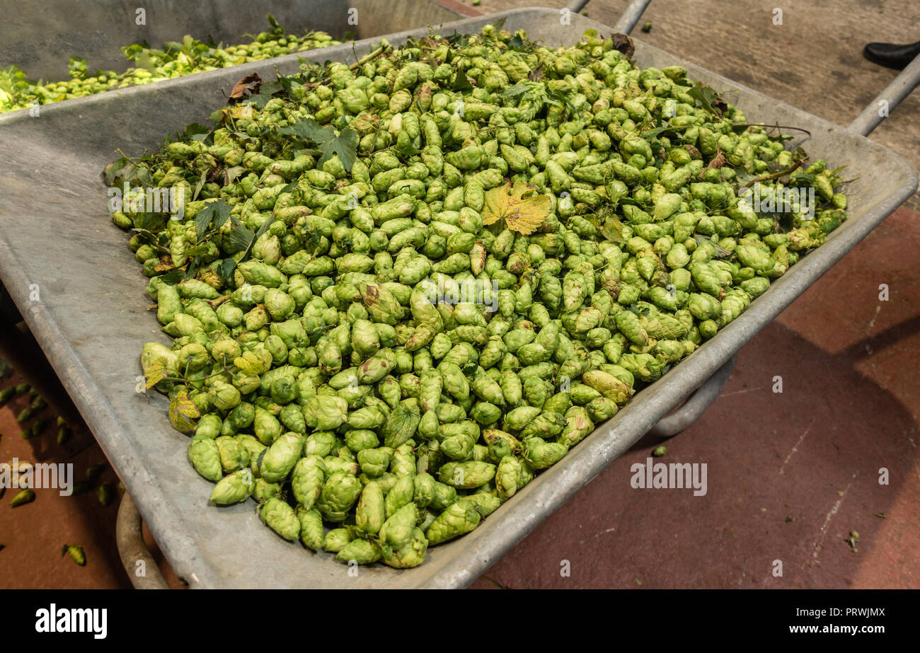 Prouvé, Flandre, Belgique - 15 septembre 2018 : brouette gris plein de cônes de houblon fraîchement récoltées en vert. Banque D'Images