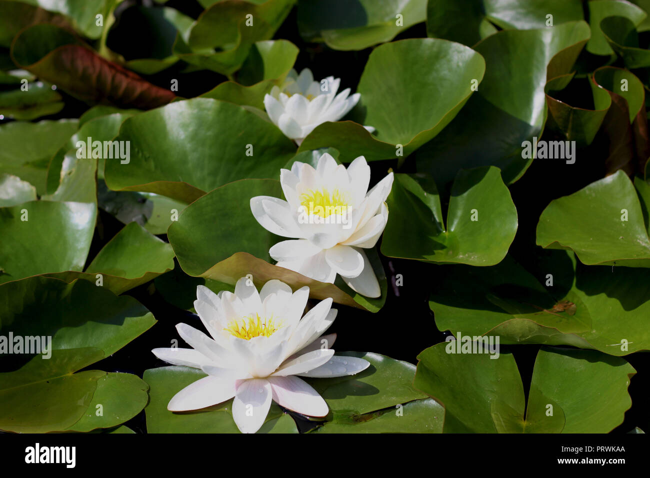 De l'eau blanc brillant lillies en fleurs. Fond de fleurs en milieu naturel Banque D'Images