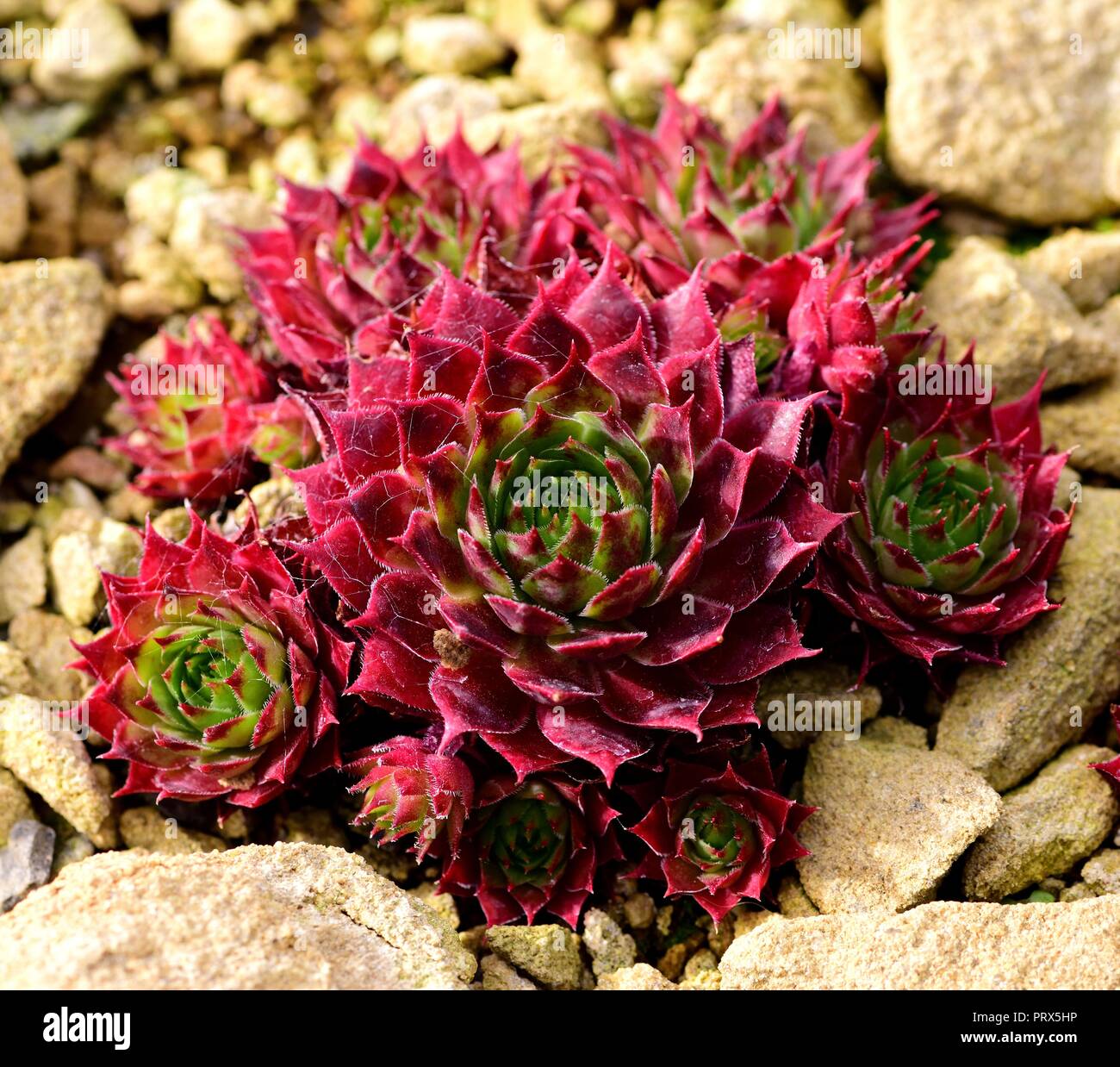Sempervivum rosettes diable rouge Banque D'Images