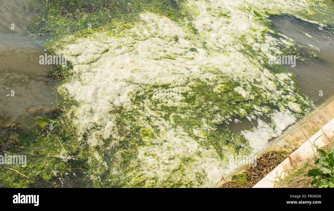 Les algues, les algues et d'écume au bord de l'eau, en Bosham Chichester Harbour, West Sussex, Angleterre Banque D'Images