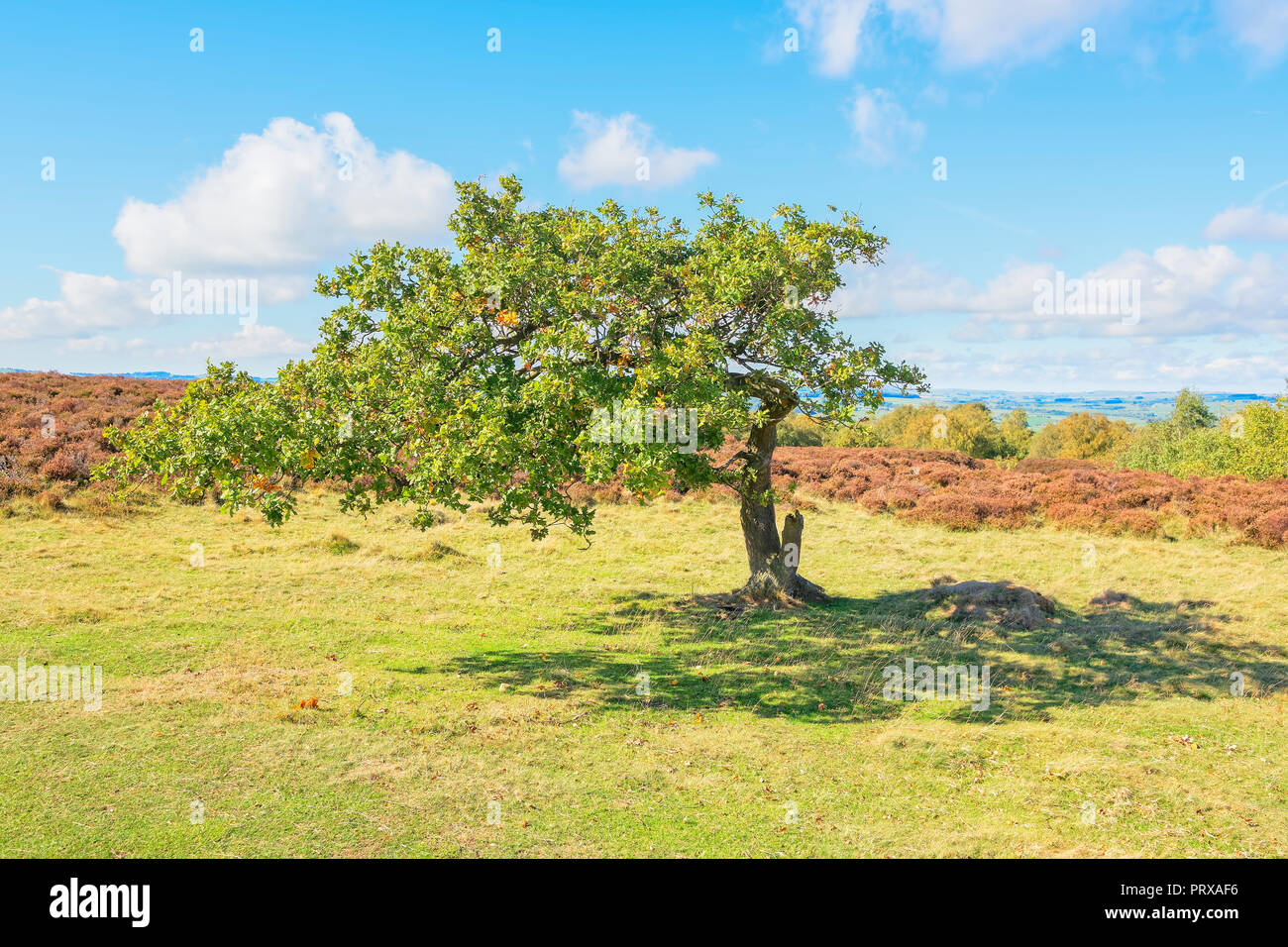 Un petit arbre de chêne, courbés par le vent constant, se dresse sur Stanton Moor dans le Derbyshire Banque D'Images