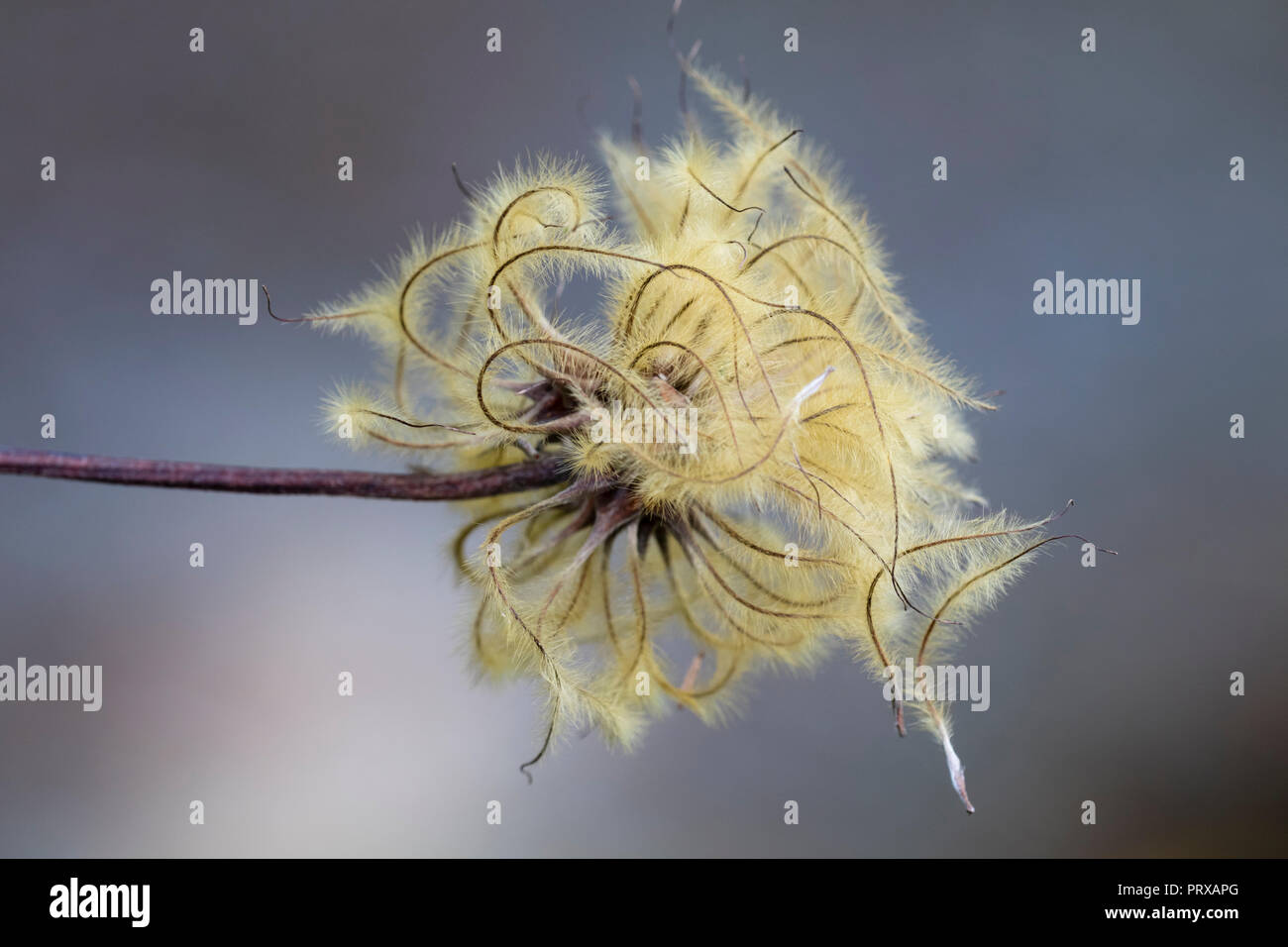 Graines d'automne plumeux chef de la Hardy, grosses fleurs climber, H.F.Clematis 'jeunes' Banque D'Images