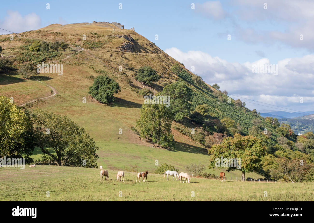 Castell Dinas Brân,'Crow Château" un château médiéval occupant un site perché au-dessus de la ville de Llangollen dans Denbighshire, Wales, UK Banque D'Images