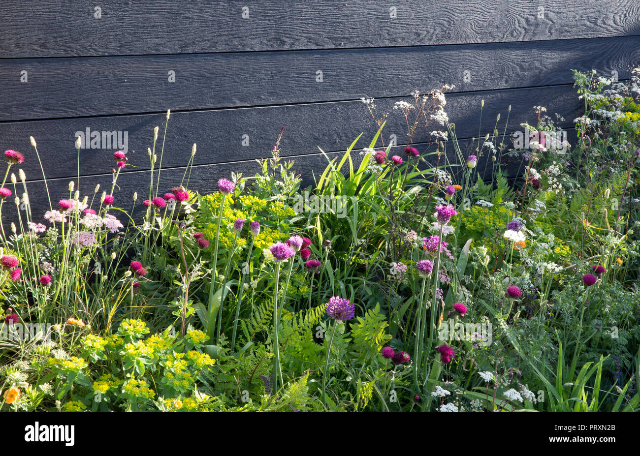 Jardin clôture en bois noir, style prairie plantation d'Allium hollandicum 'Purple Sensation', Cirsium rivulare 'Atropurpureum', Geum 'Tangerine' totalement, M Banque D'Images