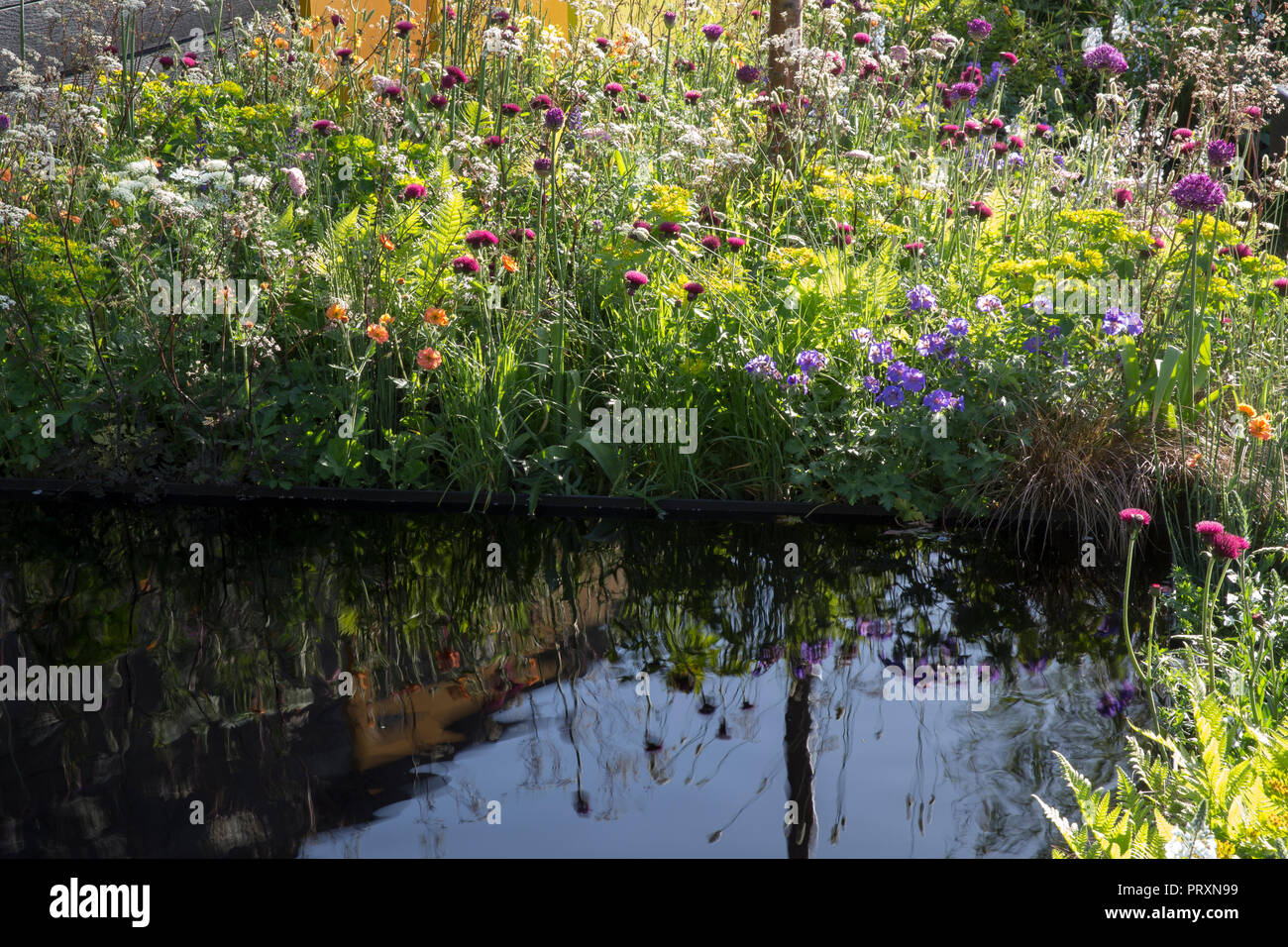 Piscine réfléchissante sombre, style prairie plantation d'Allium hollandicum 'Purple Sensation', Cirsium rivulare 'Atropurpureum', Geum 'Tangerine' totalement, Myrr Banque D'Images