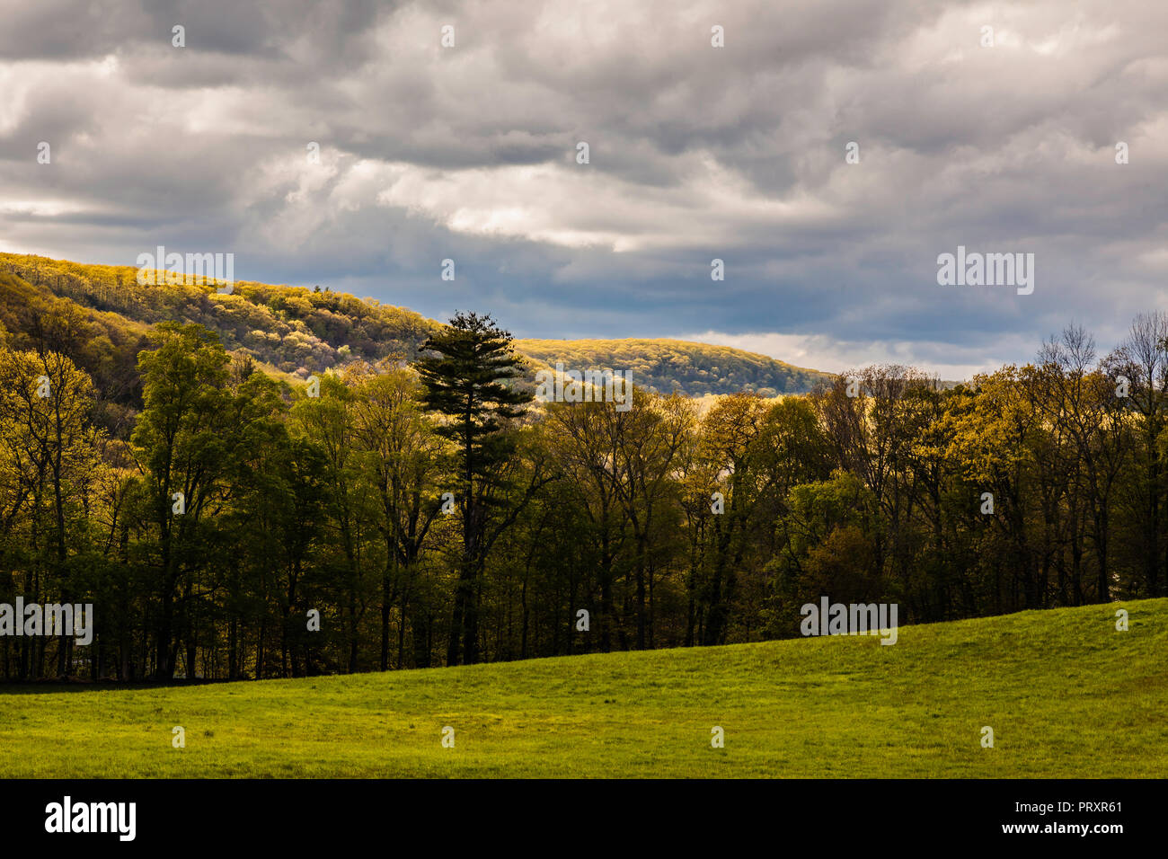 _ Arbres Pleasant Valley, Utah, USA Banque D'Images