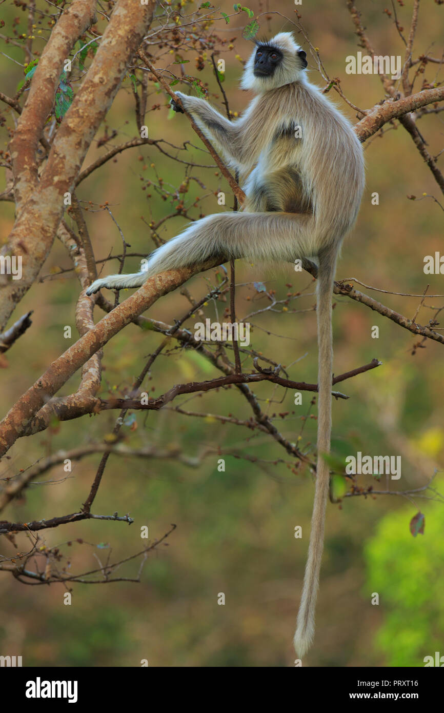 Langur Monkey - chez BR Hills (Karnataka, Inde) Banque D'Images