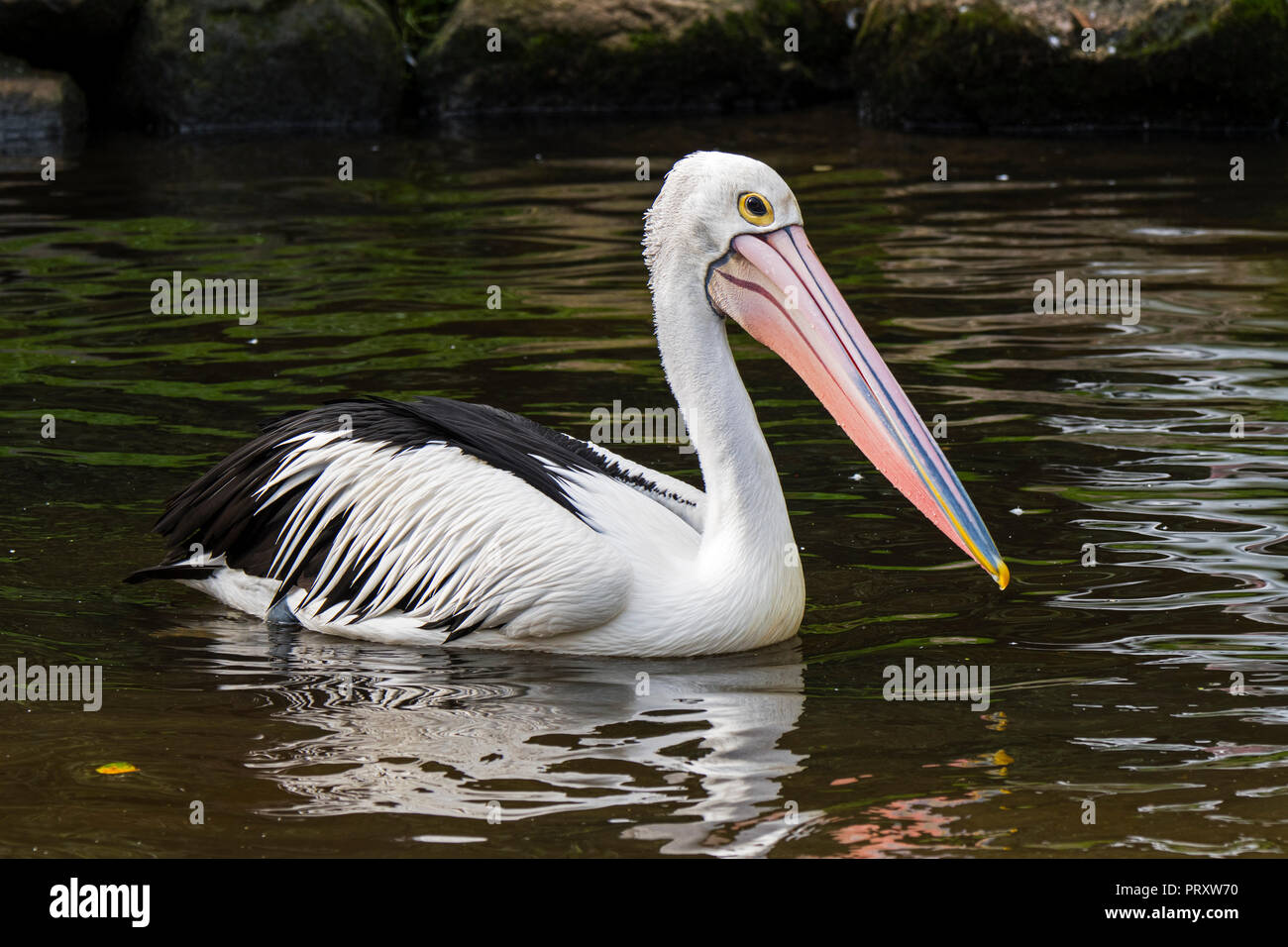Pelican (Pelecanus conspicillatus australienne) originaire de l'Australie et la Nouvelle Guinée Banque D'Images