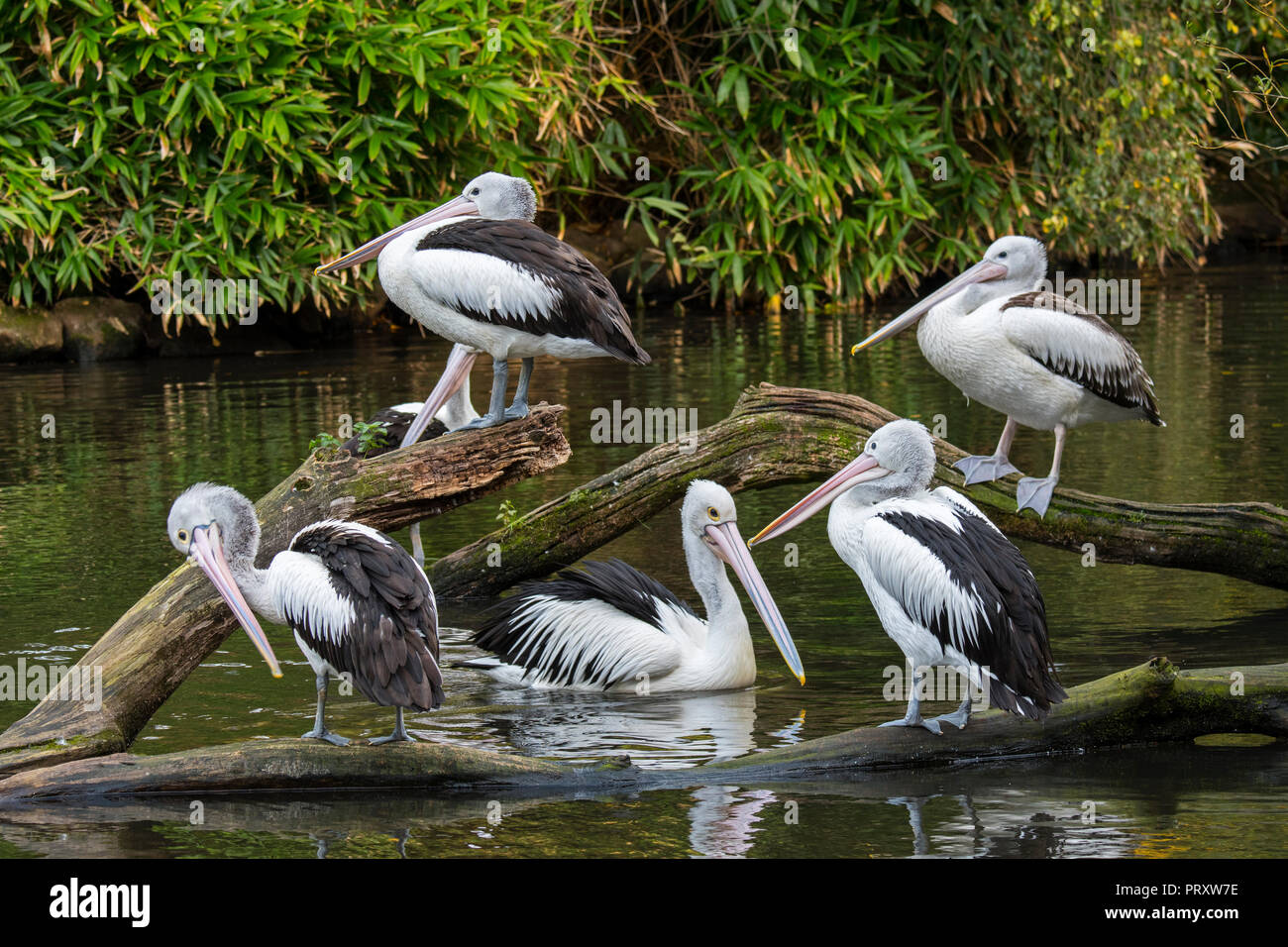 (Pelecanus conspicillatus pélicans australiens) originaire de l'Australie et la Nouvelle Guinée, reposant sur l'arbre tombé dans le lac Banque D'Images