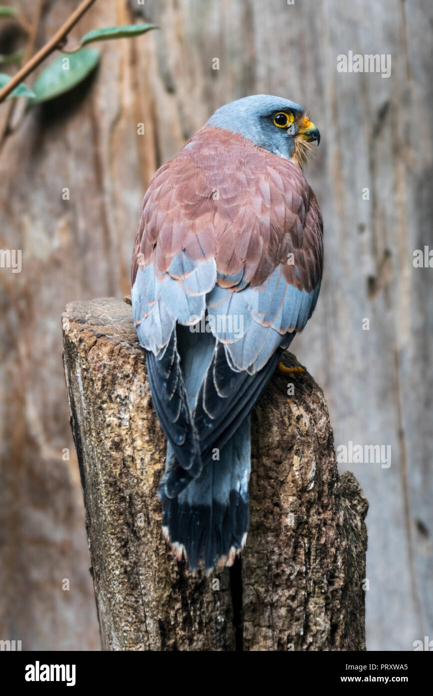 Faucon crécerellette (Falco naumanni) mâle, petit pèlerin originaire de la Méditerranée et de l'Asie centrale Banque D'Images
