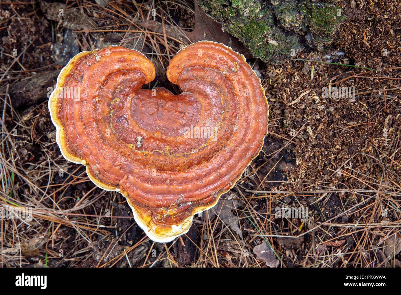 En forme de coeur (champignons sauvages espèces Ganoderma) - Brevard, North Carolina, États-Unis Banque D'Images