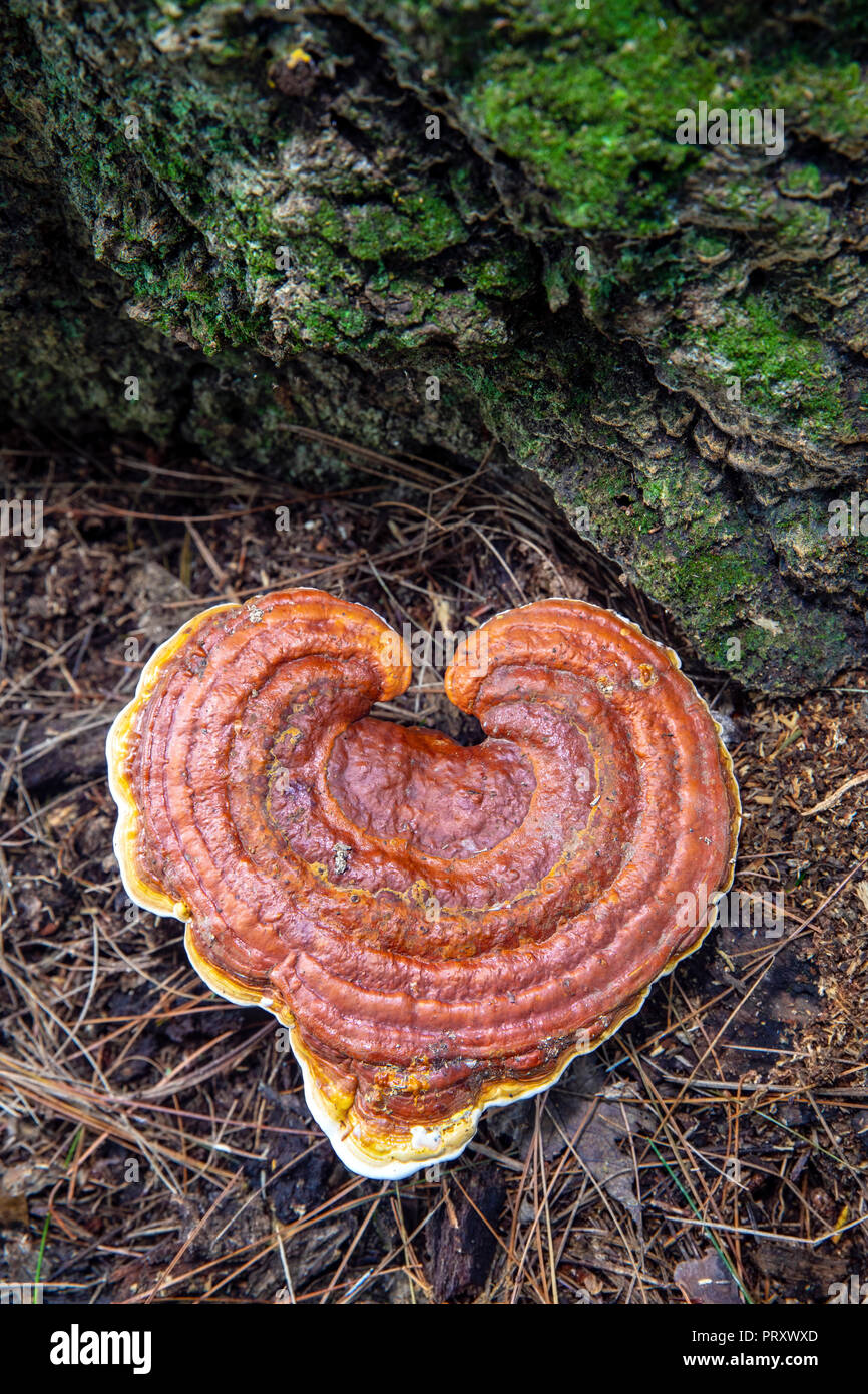 En forme de coeur (champignons sauvages espèces Ganoderma) - Brevard, North Carolina, États-Unis Banque D'Images