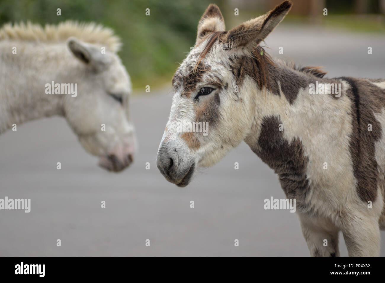 Deux ânes New Forest face à face, l'un derrière l'autre, le Hampshire, au Royaume-Uni Banque D'Images