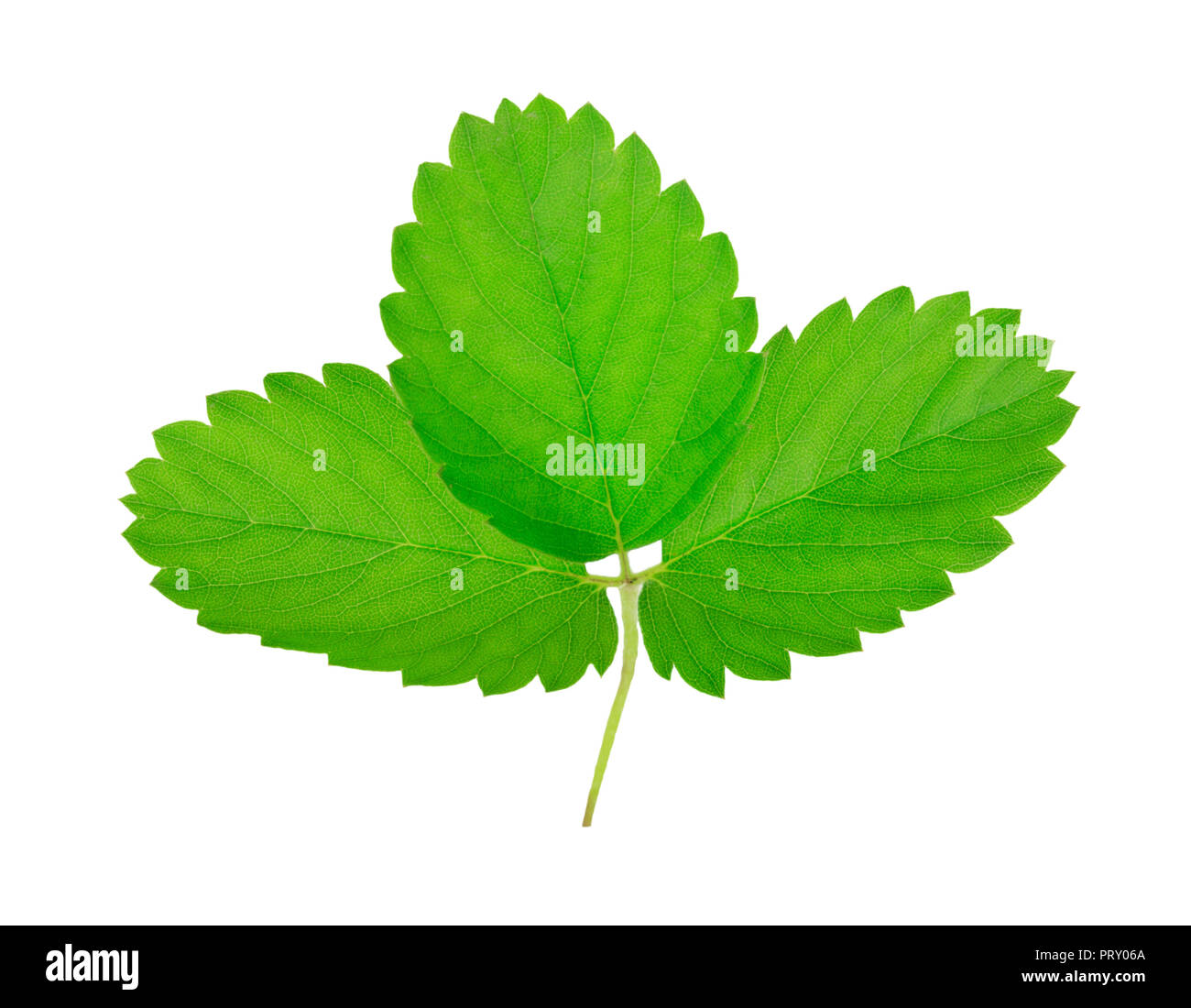 Feuillage vert close up isolé sur fond blanc Banque D'Images
