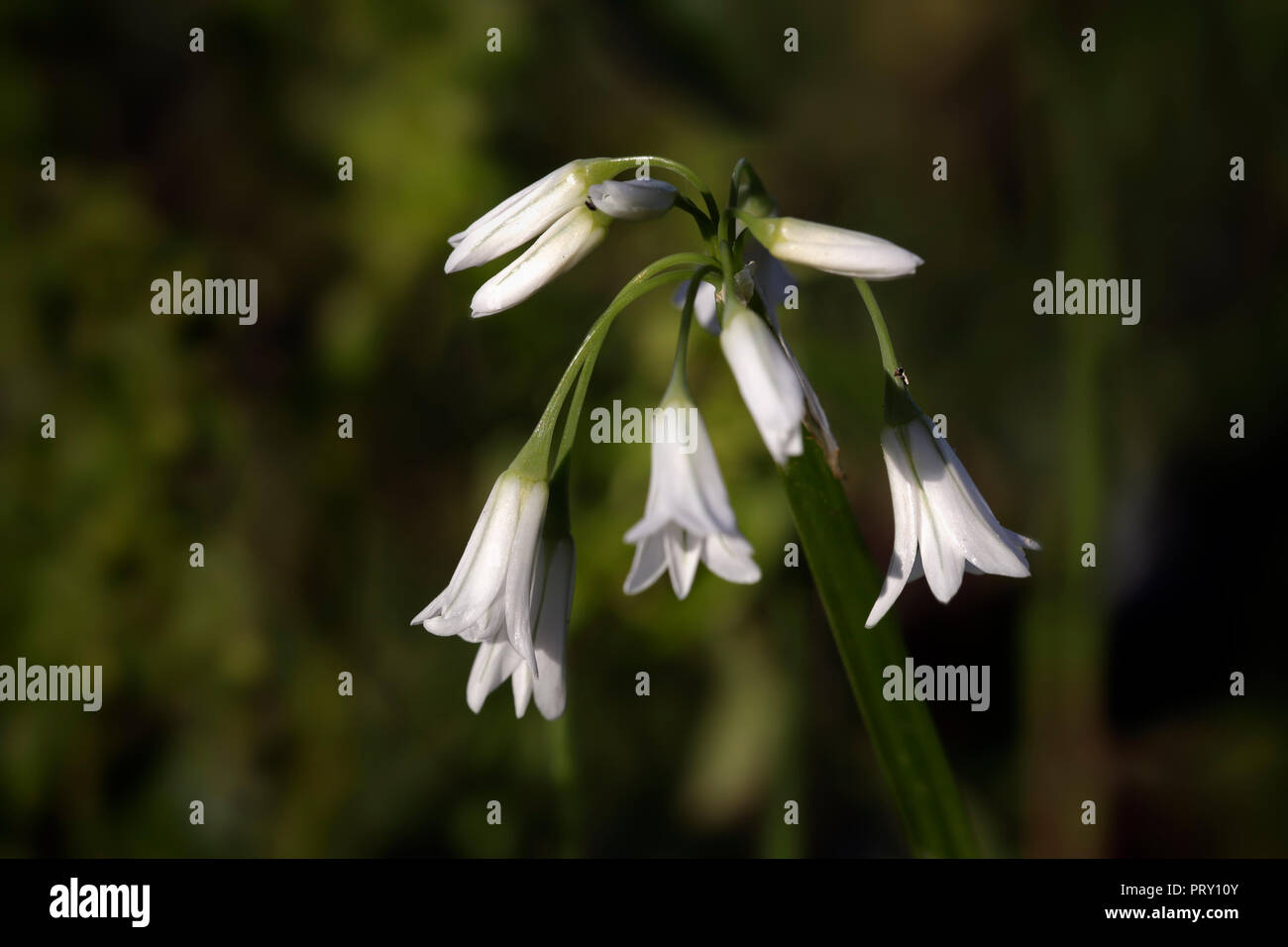 Fleurs blanches sauvages européennes. Au début du printemps. Le nord de  l'portugais Meadows Photo Stock - Alamy