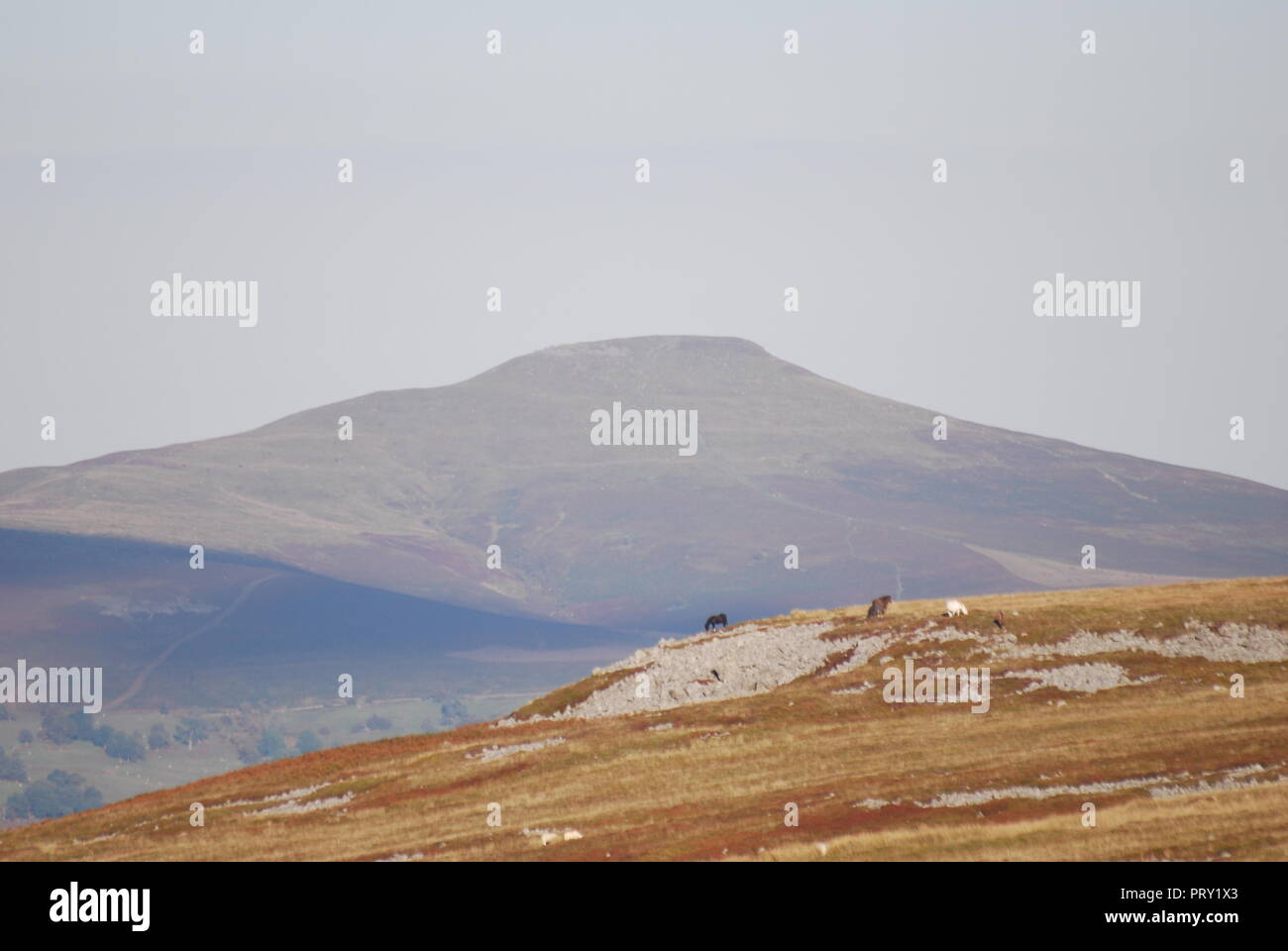 Le Pain de Sucre de Llangynidr Moor Banque D'Images