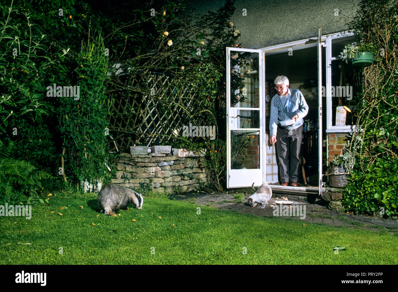 Vieil homme chat l'alimentation et l'blaireau (Meles meles) dans le jardin la nuit, England, UK Banque D'Images