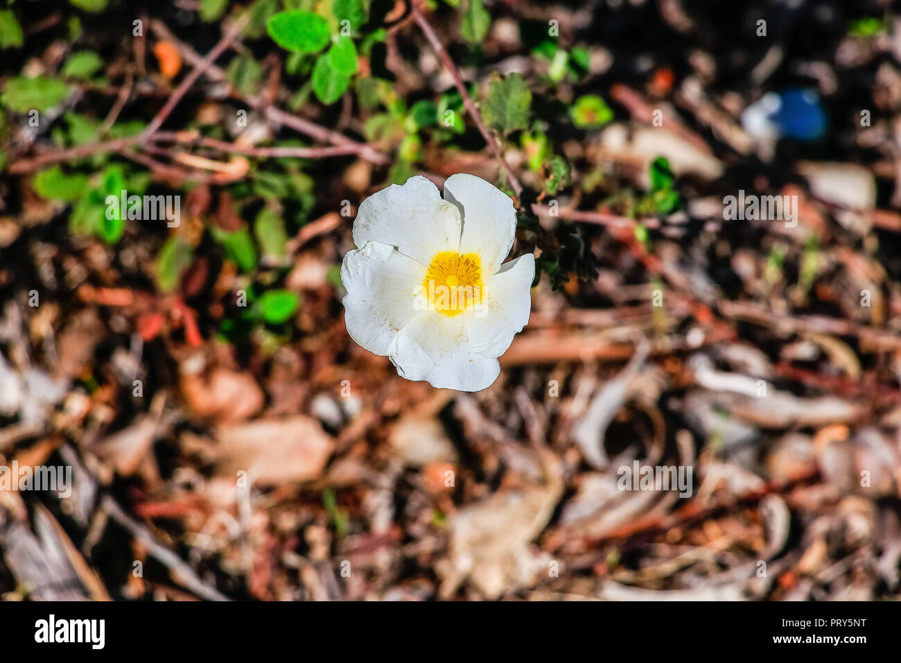 Ciste blanc à fleurs printemps méditerranéen, Cistus salviifolius noms communs, à feuilles de sauge rock-rose, salvia ciste ou Gallipoli rose, plantes vivaces lig Banque D'Images