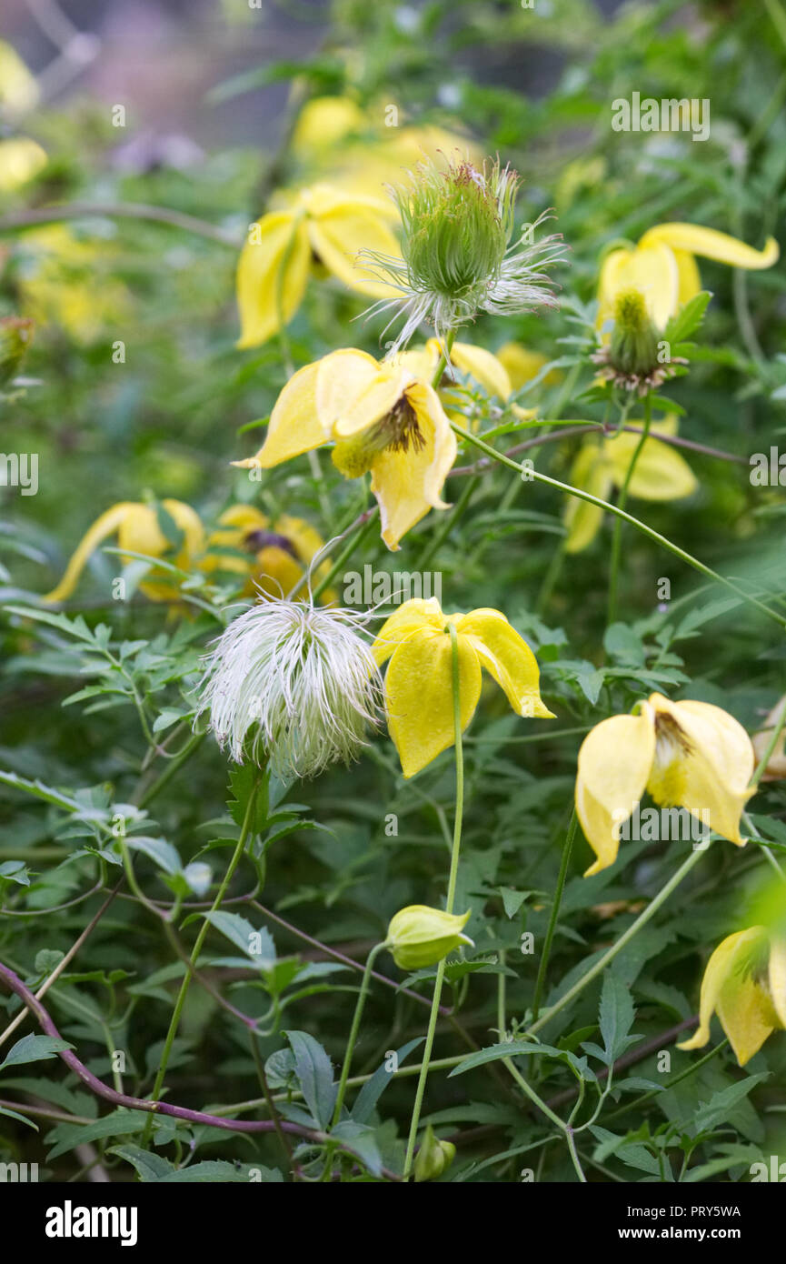 Clématites tangutica et des mains par le biais d'un jardin luxuriant. Banque D'Images