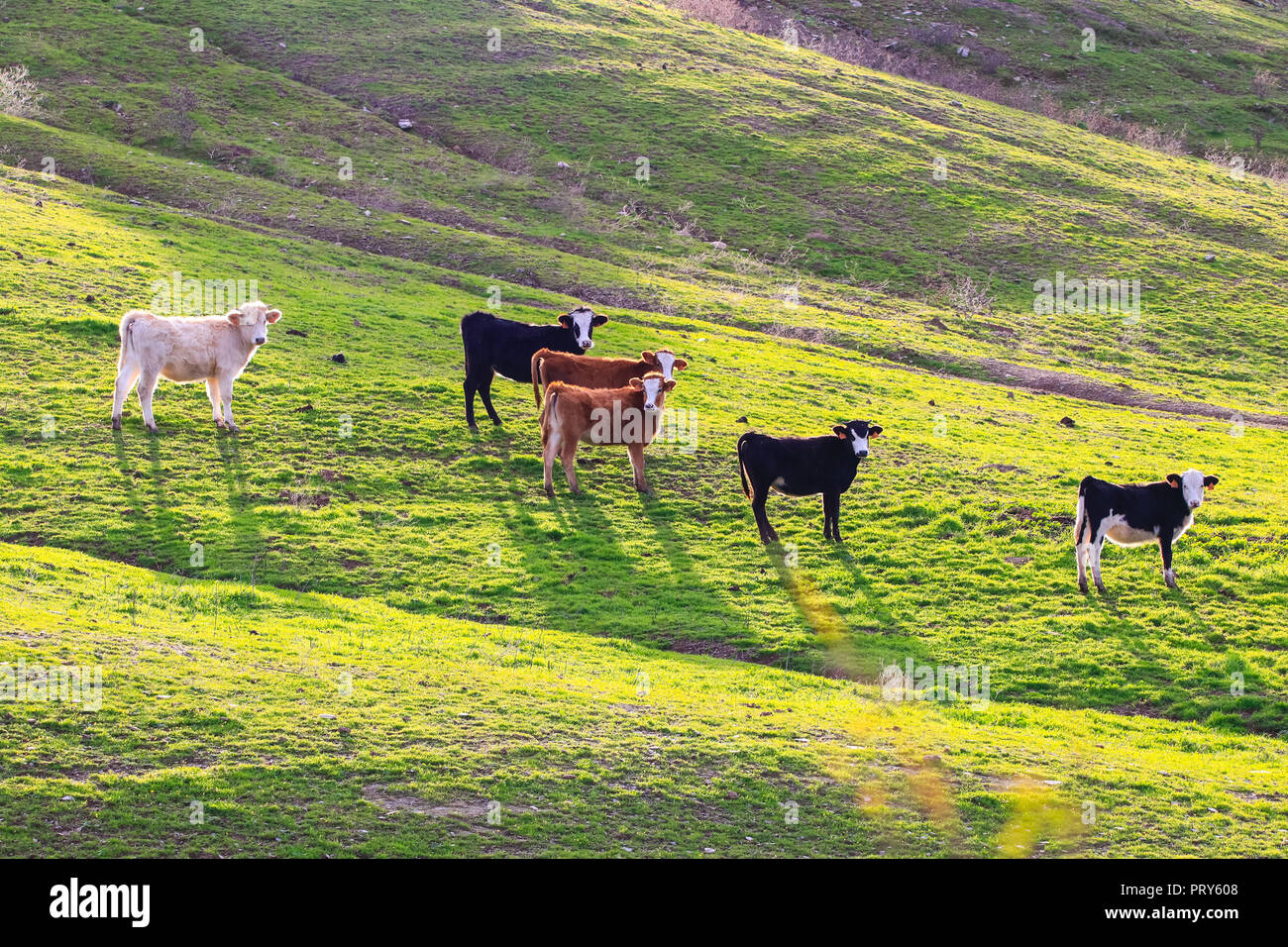 Taureaux et vaches avec des veaux en espagnol paysage avec meadows Banque D'Images