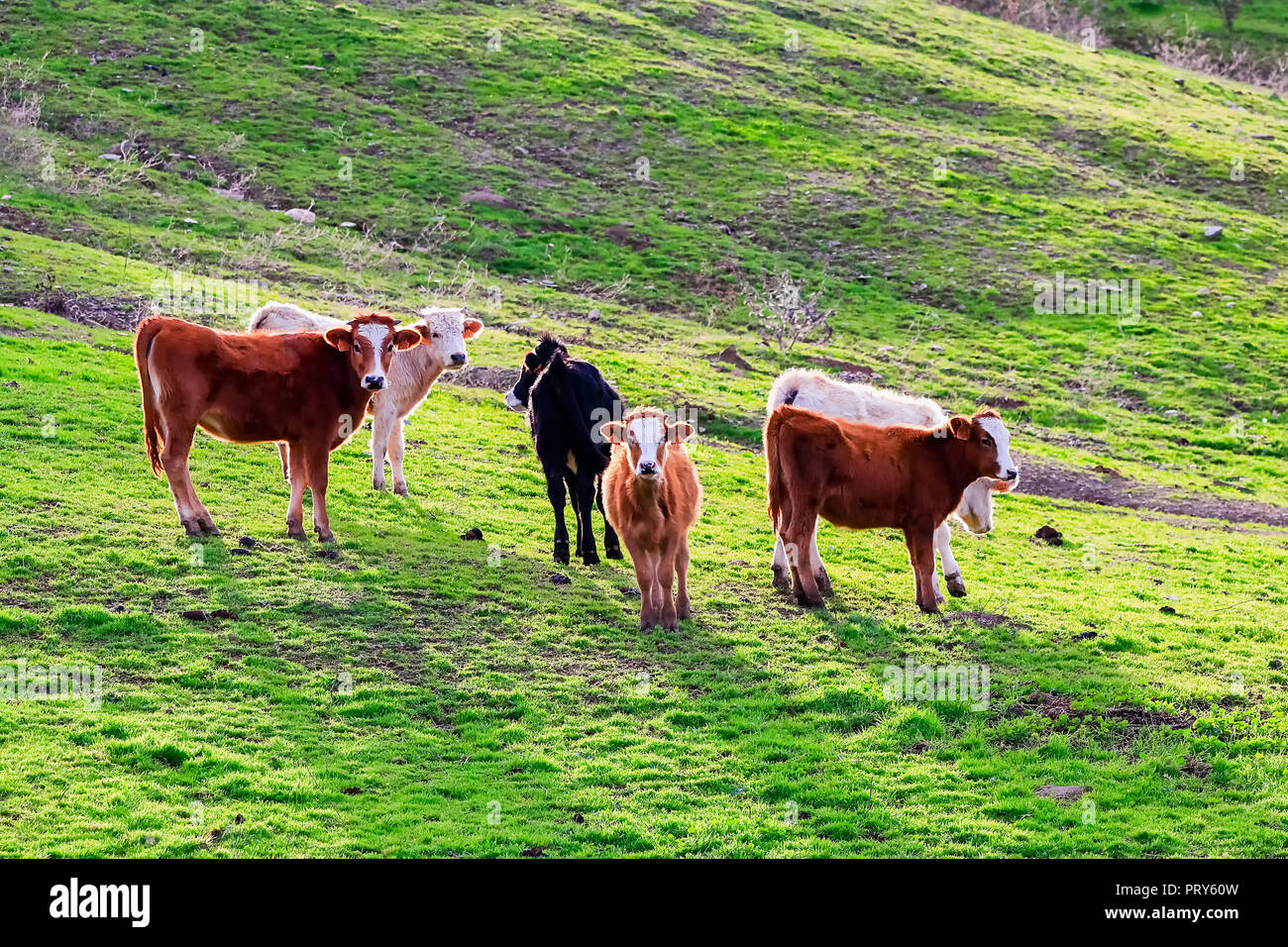 Taureaux et vaches avec des veaux en espagnol paysage avec meadows Banque D'Images