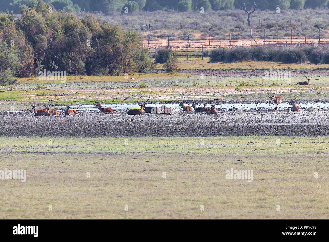 Cerfs pendant la saison des amours en prenant un bain de boue dans la 'DoÃ±ana National Park' dans la réserve naturelle de Doñana El Rocio village au coucher du soleil Banque D'Images