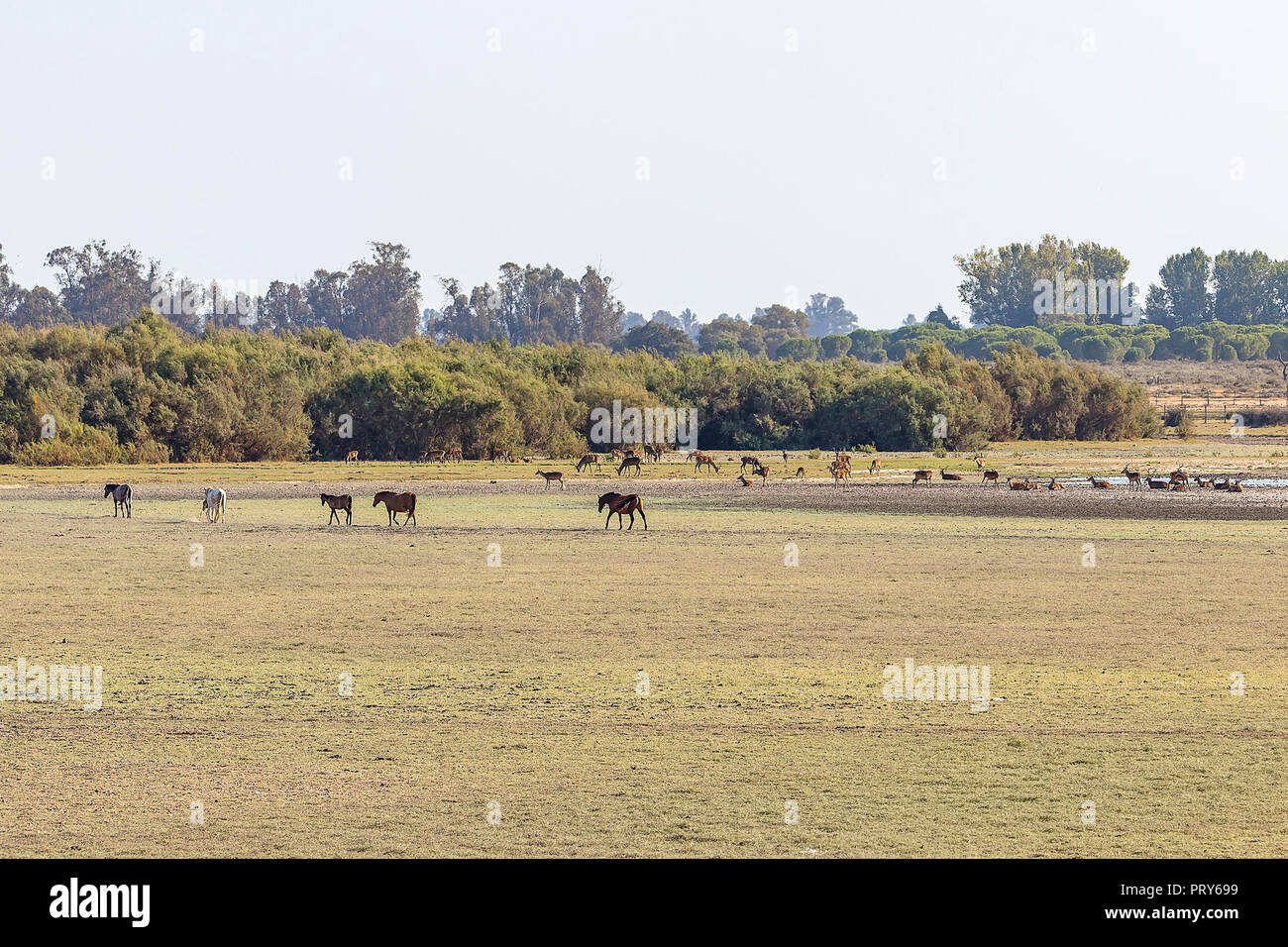 Beau paysage d'espagnol andalou de race de chevaux et poulains avec cerfs pendant la saison des amours dans oñana» « Parc National Doñana réserve naturelle en Banque D'Images